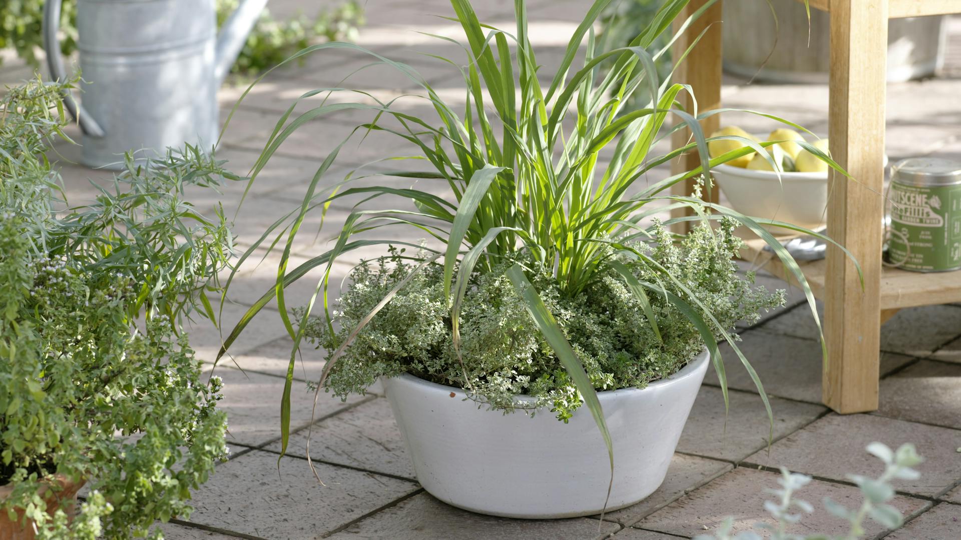 Zitronengras in einer Pflanzschale