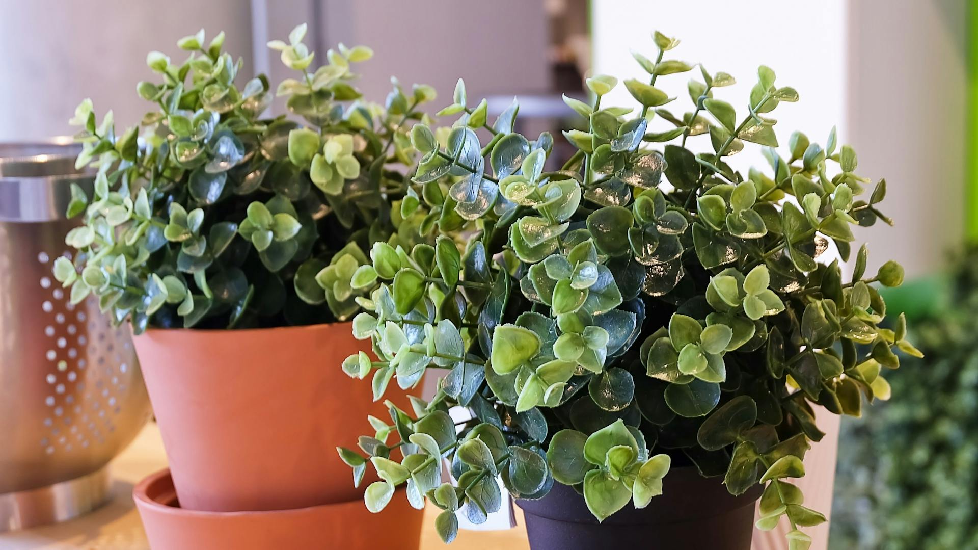 Zwei künstliche Buchsbäume auf einem Tisch.