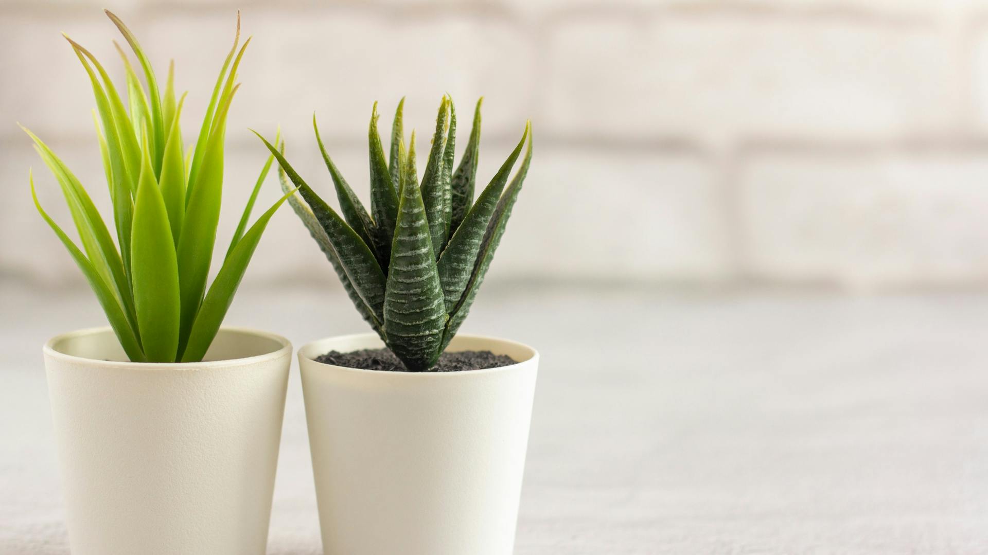 Zwei künstliche Sukkulenten in weißen Töpfen