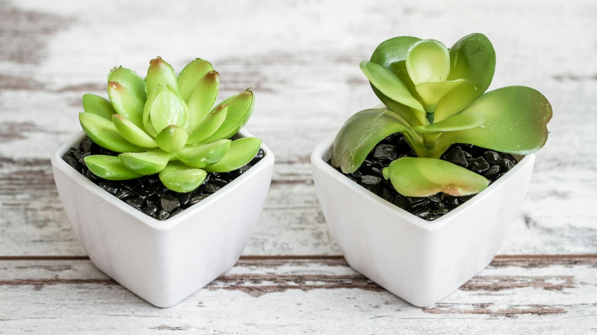 Künstliche Sukkulenten steht auf einem Tisch.