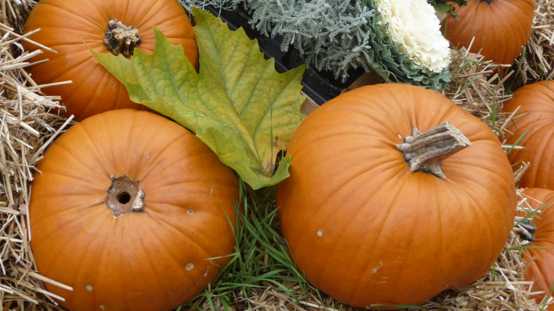 Mehrere Kürbisse liegen auf Stroh.