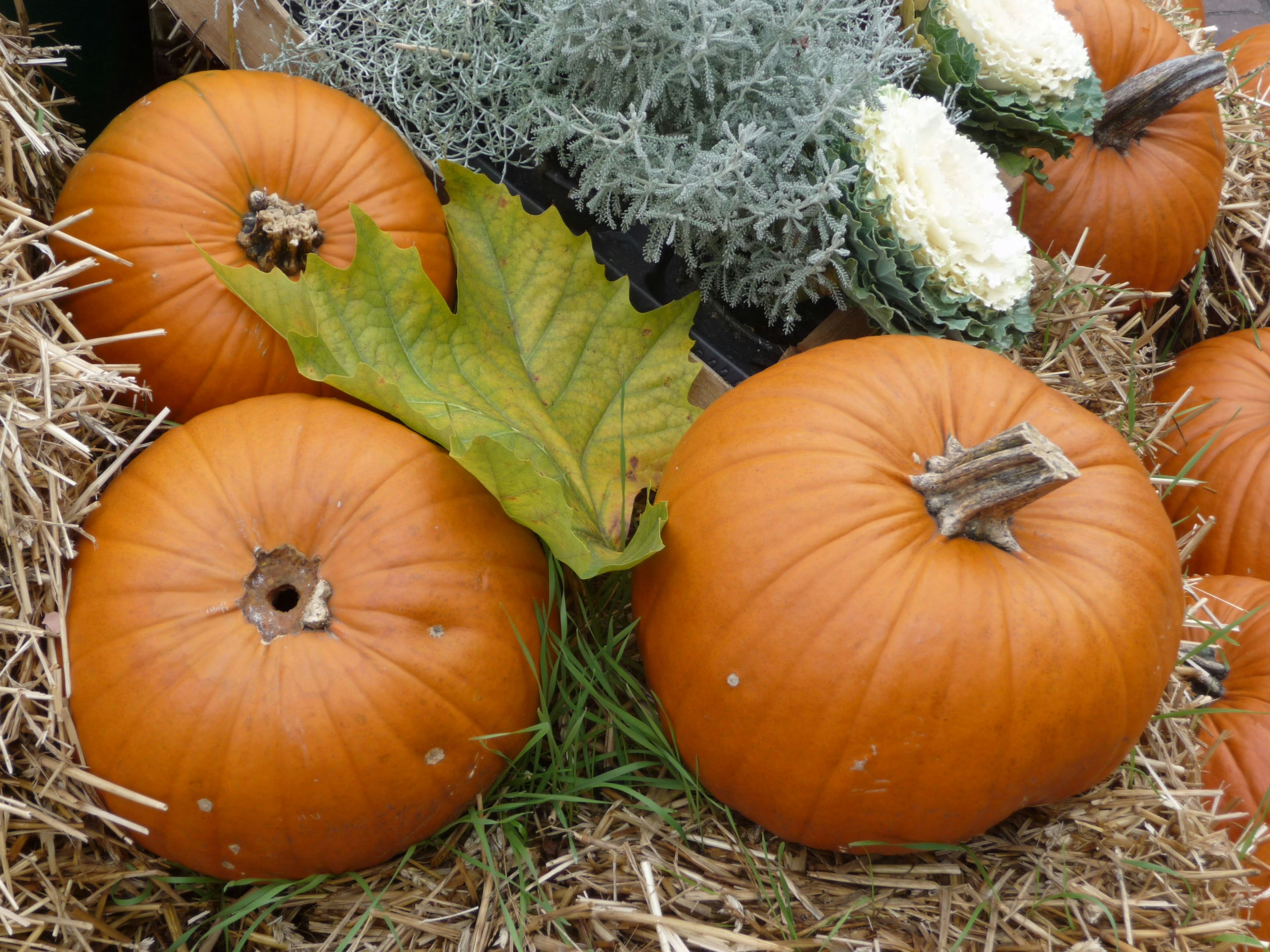 Gemüsepflanzen – Ratgeber, Tipps und Wissenswertes | OBI Gemüsepflanzen – Ratgeber, Tipps und Wissenswertes | OBI