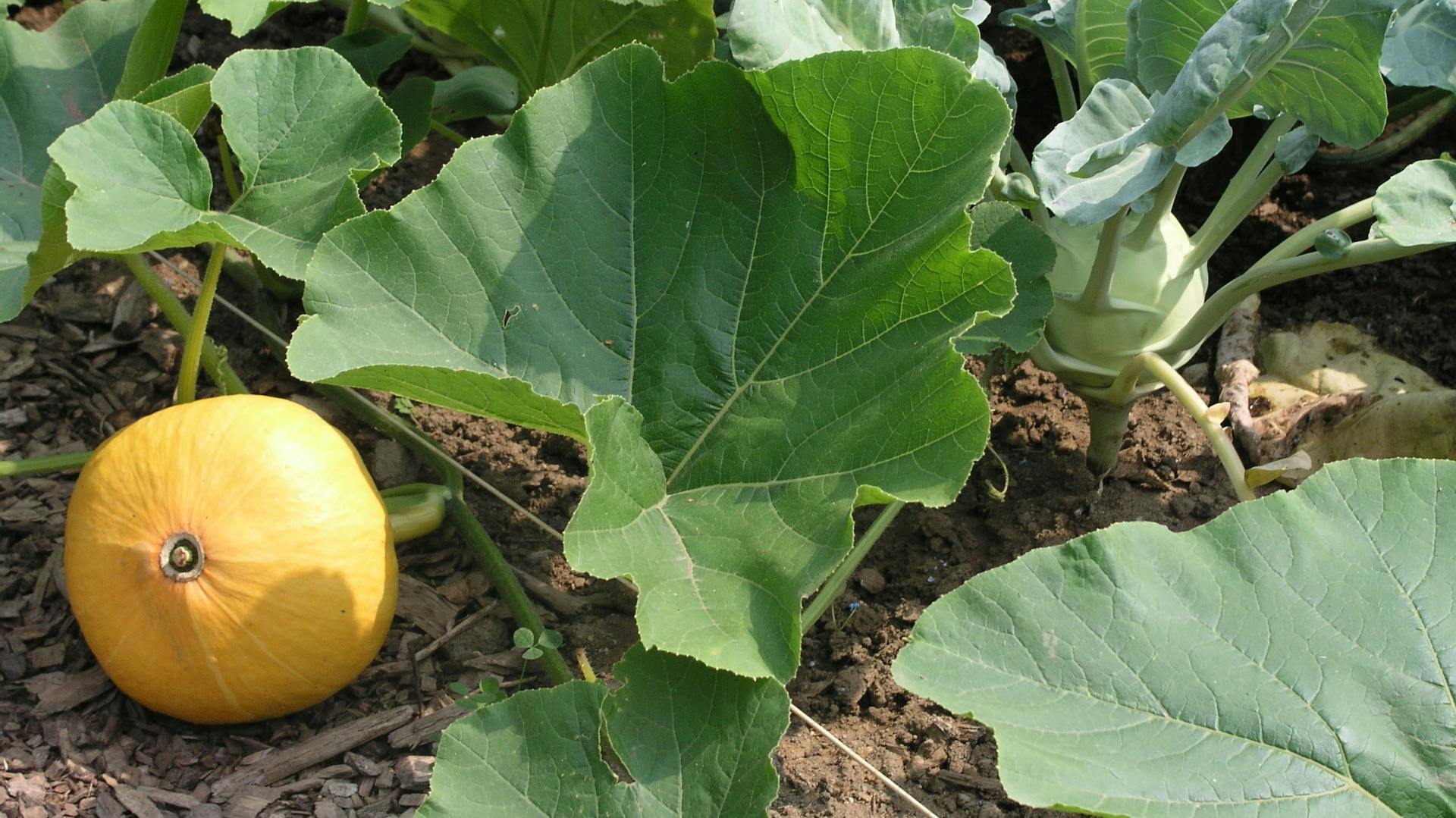 Kürbispflanzen in einem Beet.