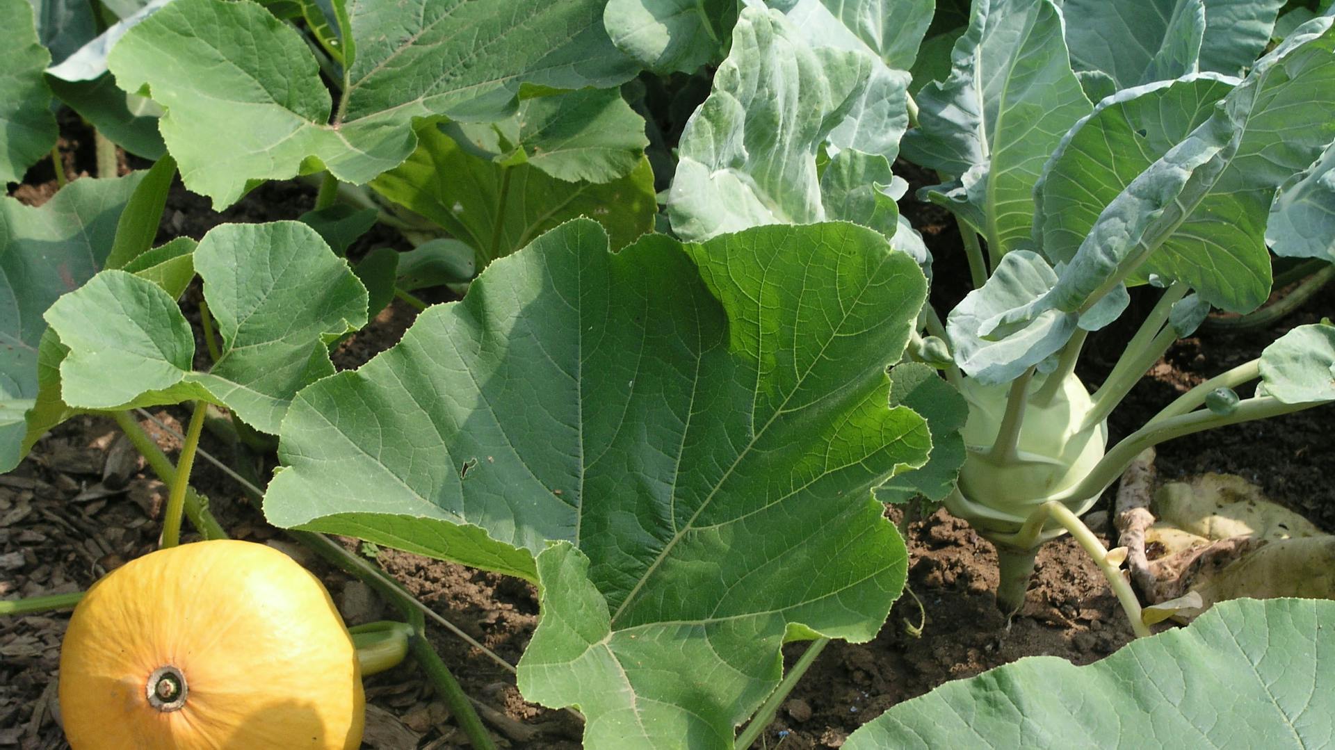 Kürbis in einem Beet.