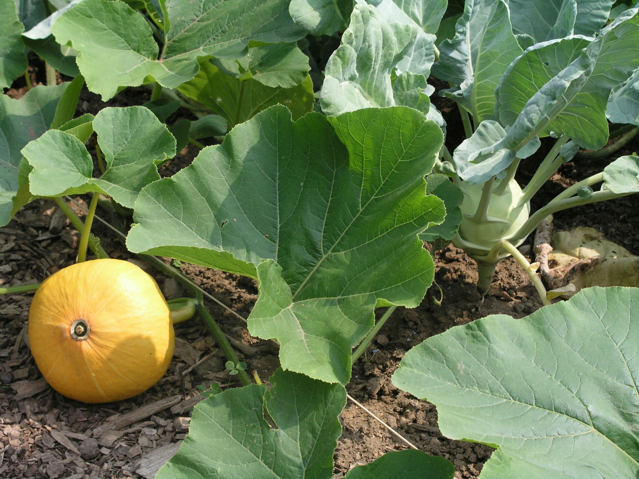 Hokkaido Kürbis – Infos, Wissenswertes und Tipps | OBI Hokkaido Kürbis – Infos, Wissenswertes und Tipps | OBI