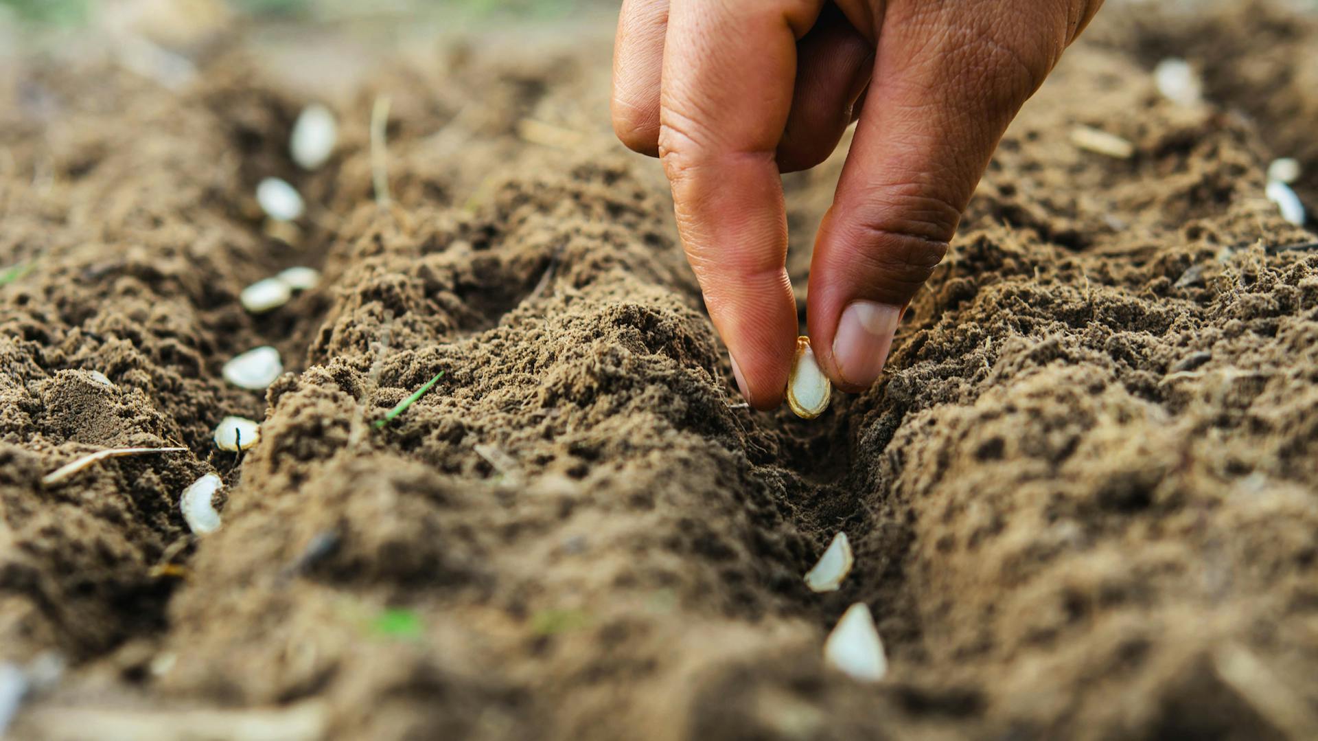 Jemand sät Kürbissamen.