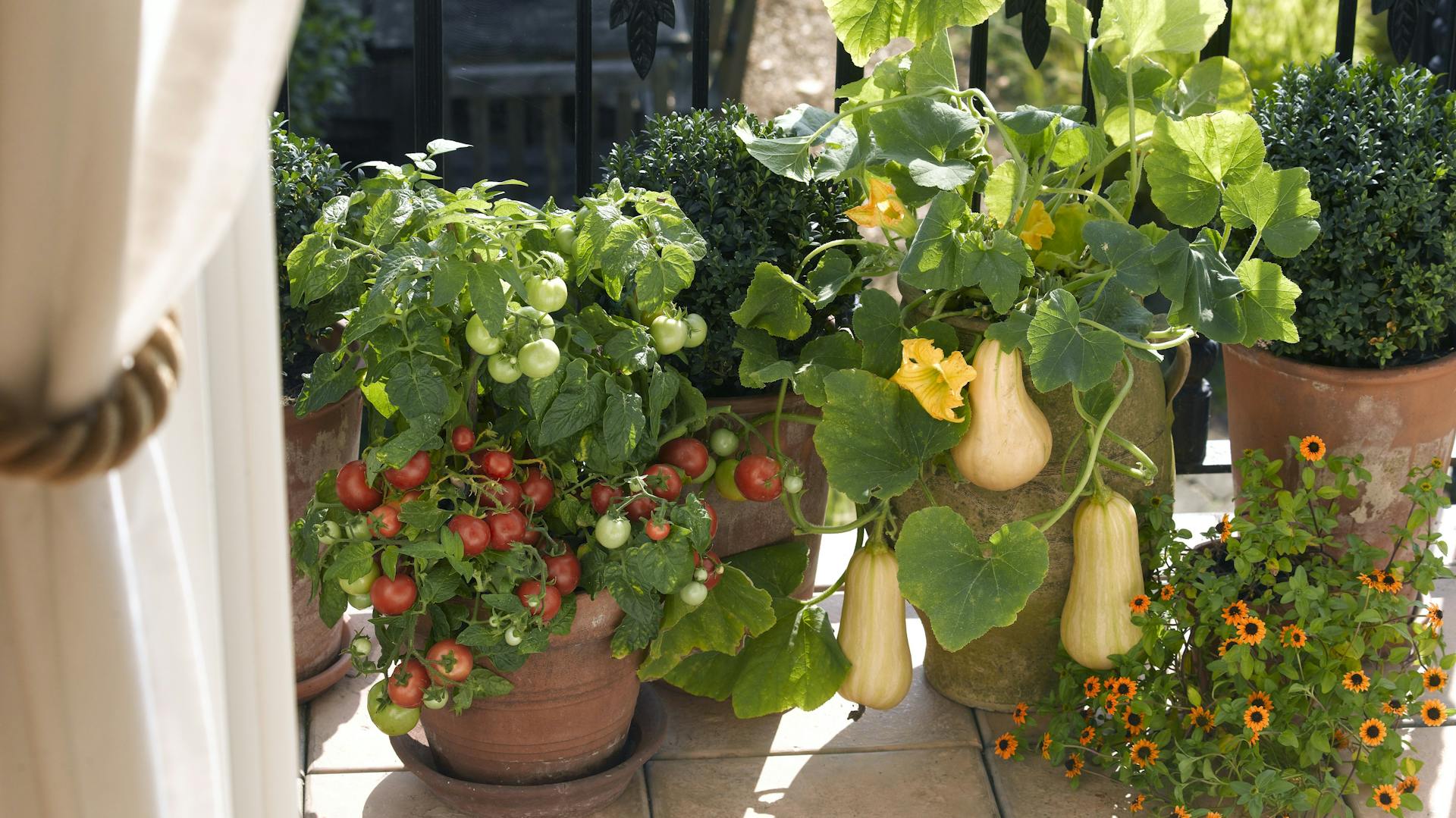 Eine Butternut-Kürbispflanze steht in einem Kübel auf dem Balkon.