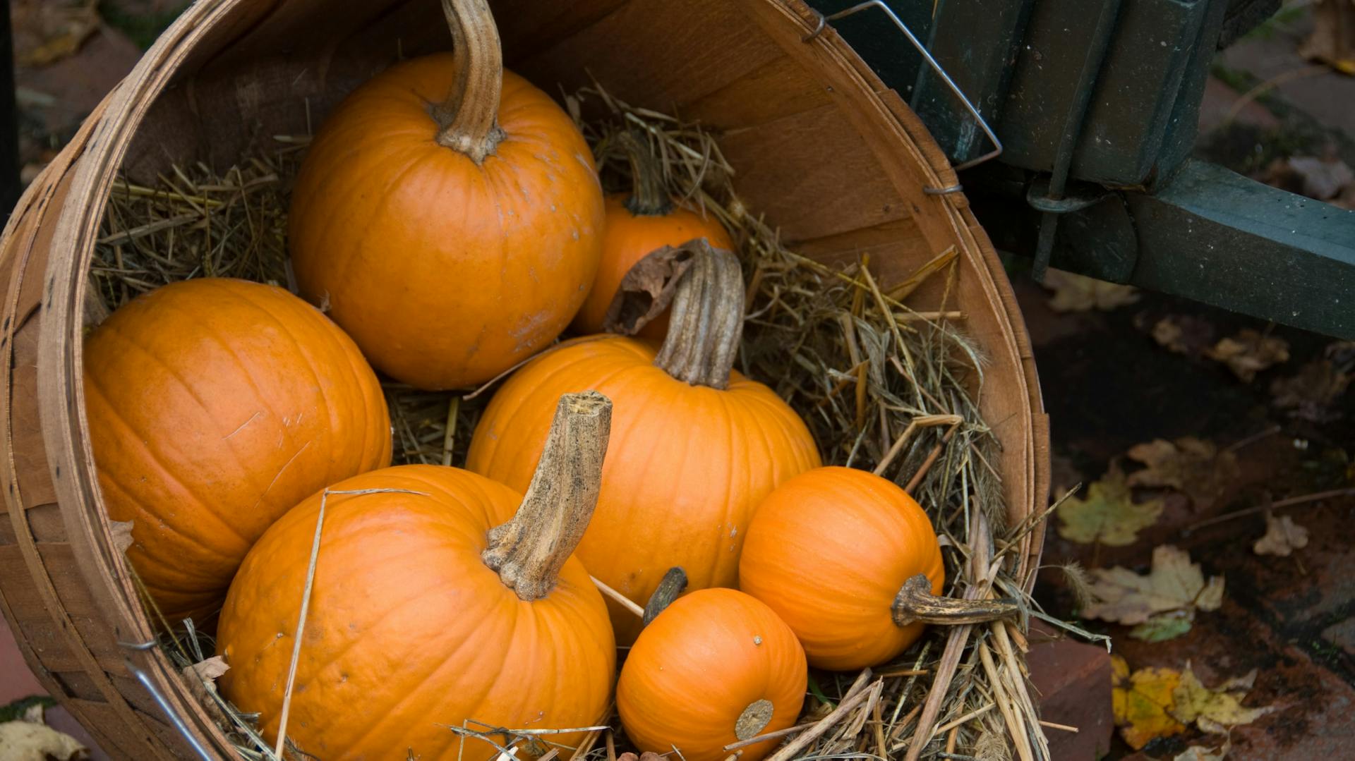 Mehrere Kürbisse liegen auf Stroh in einem Holzfass.