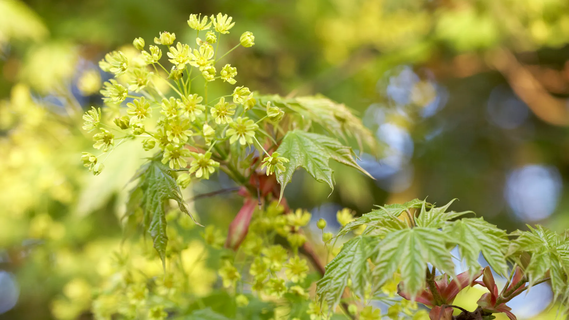 Gelbgrüne Blüten am Kugelahorn