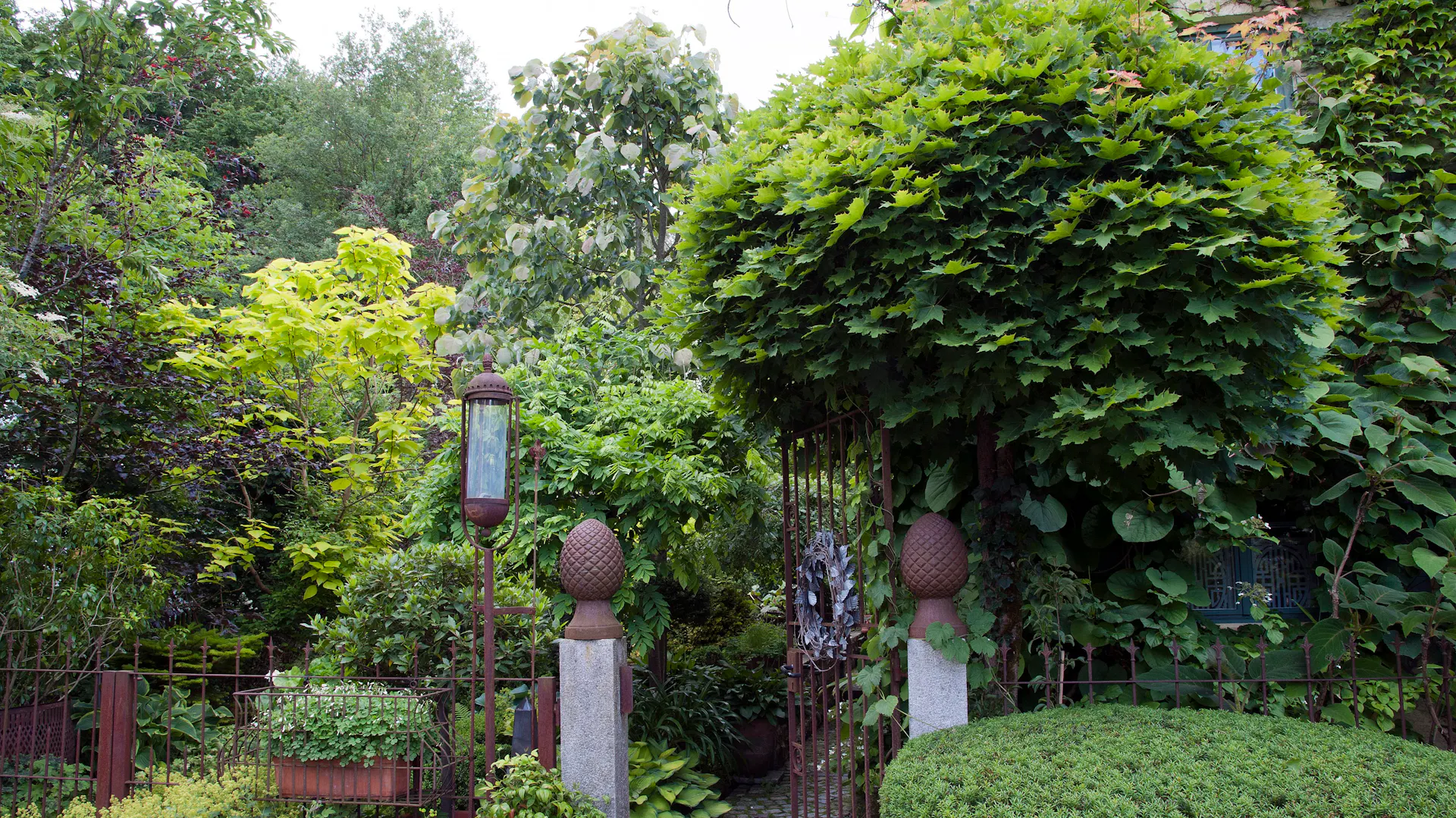 Kugelahorn im Garten