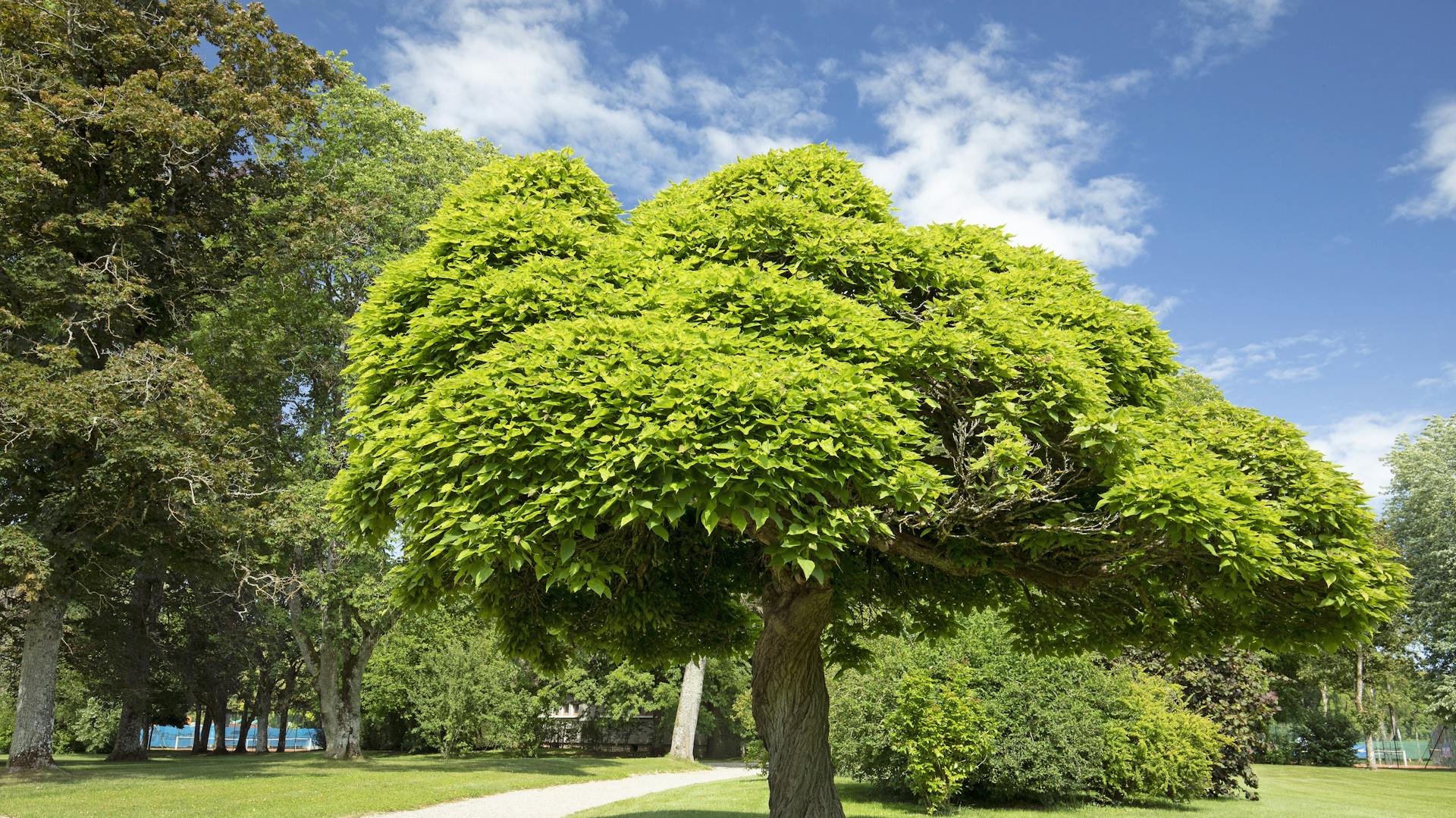 Kugeltrompetenbaum im Park