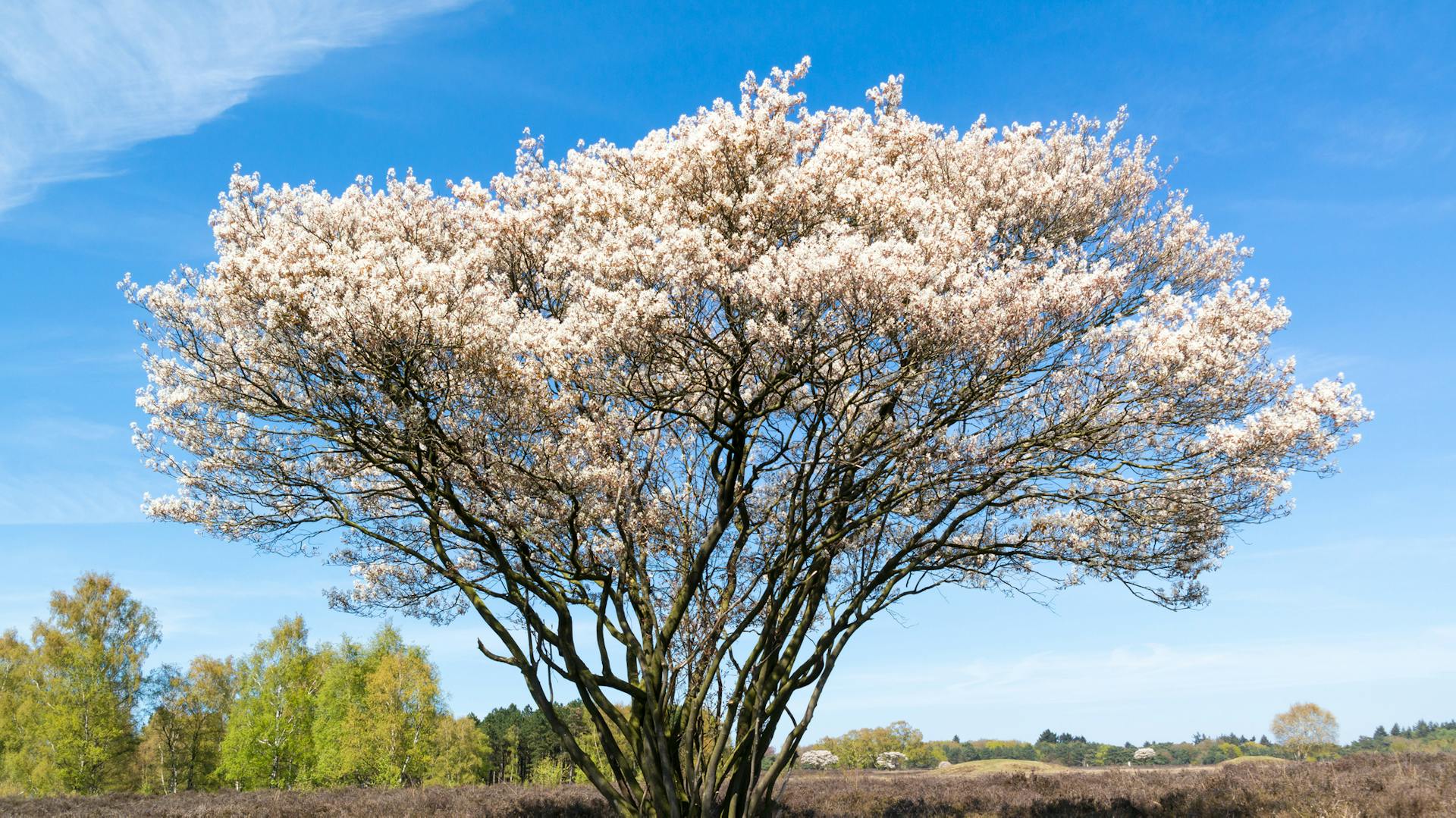 Blühende Kupfer-Felsenbirne auf einer Wiese