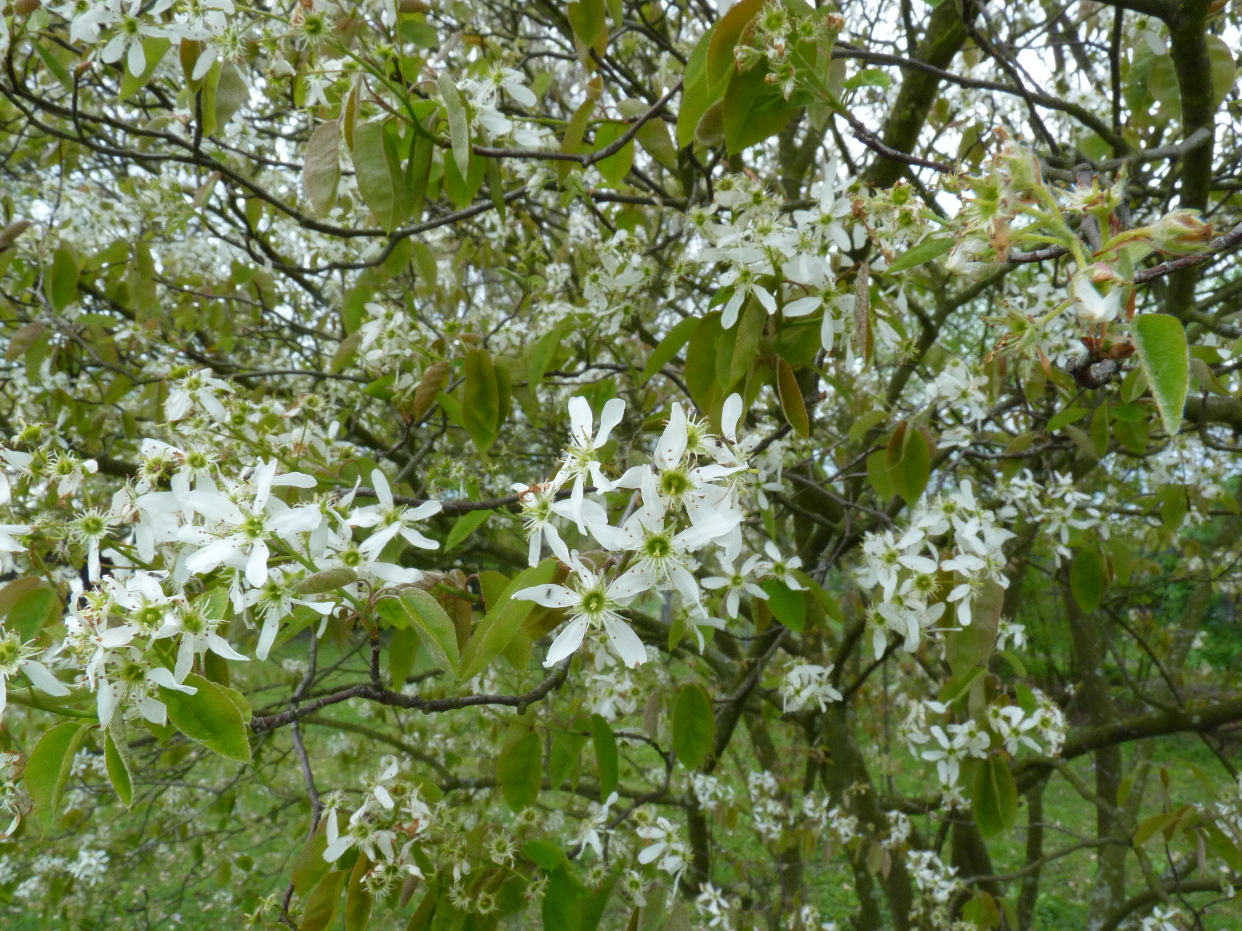 KupferFelsenbirne Eigenschaften im Überblick OBI
