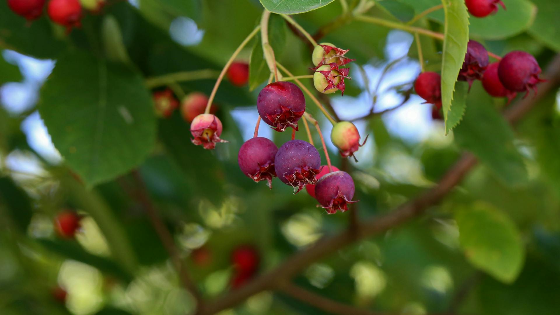 Früchte der Kupfer-Felsenbirne