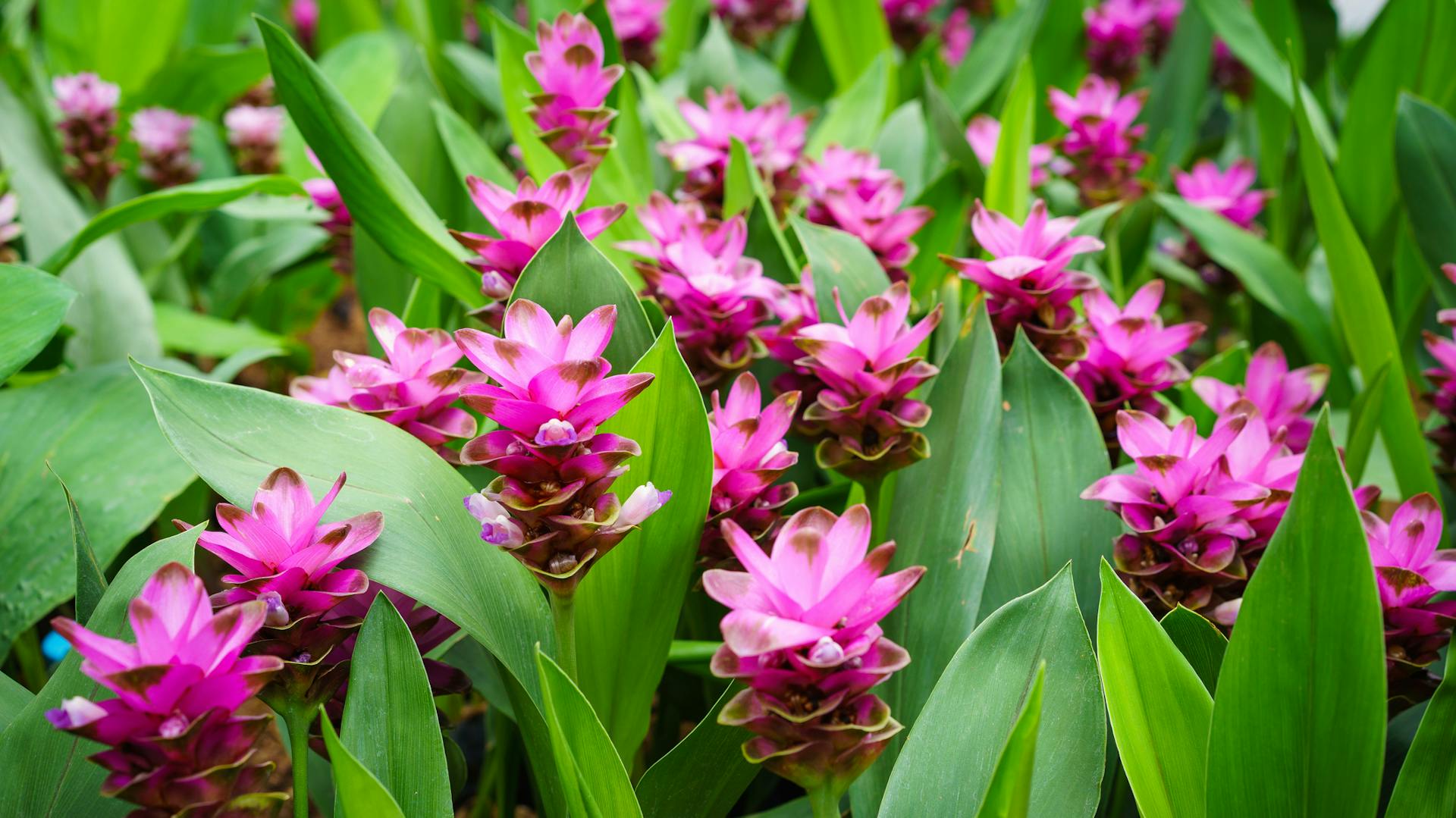 Kurkuma blüht in violett im Garten.