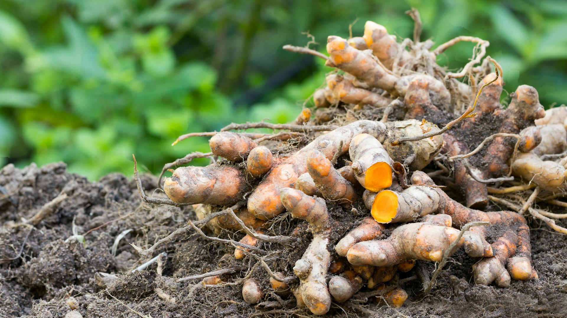 Eine Kurkumapflanze liegt ausgegraben auf einem Beet.