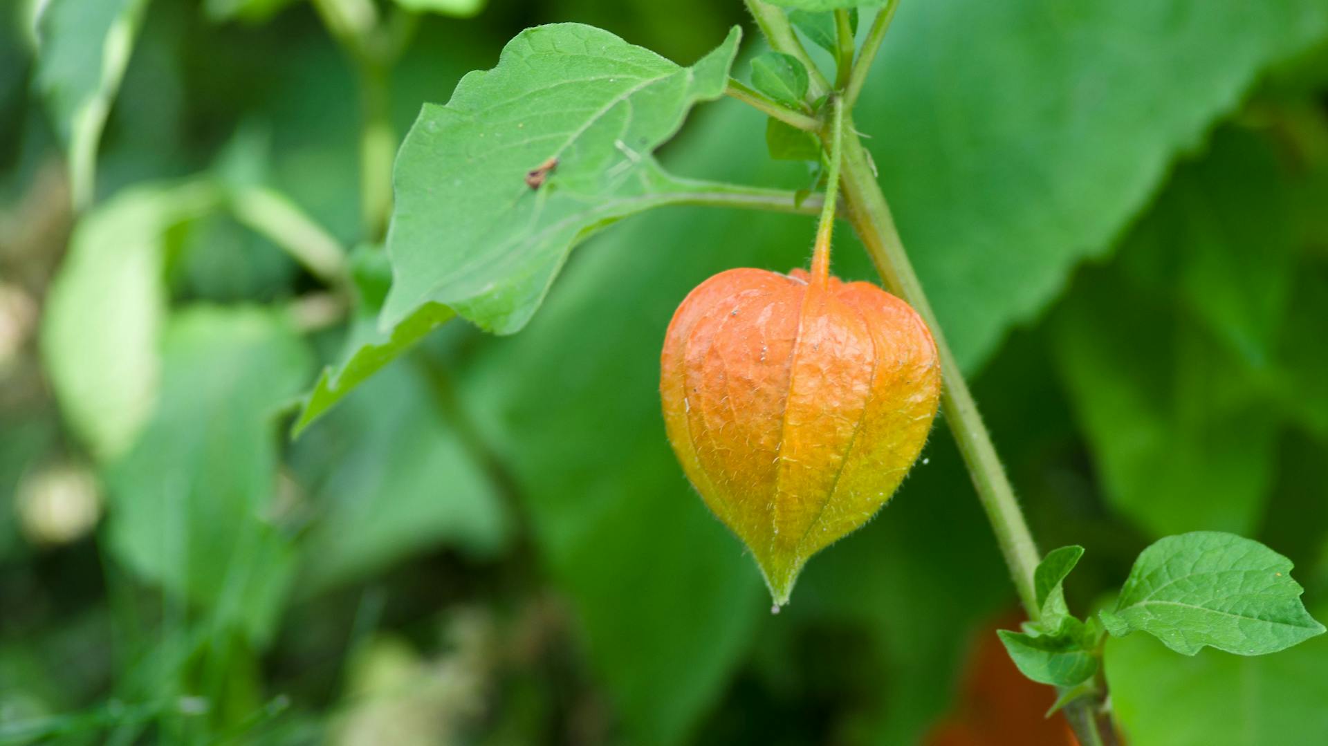 Lampionblume mit organe-gelber Fruchthülle