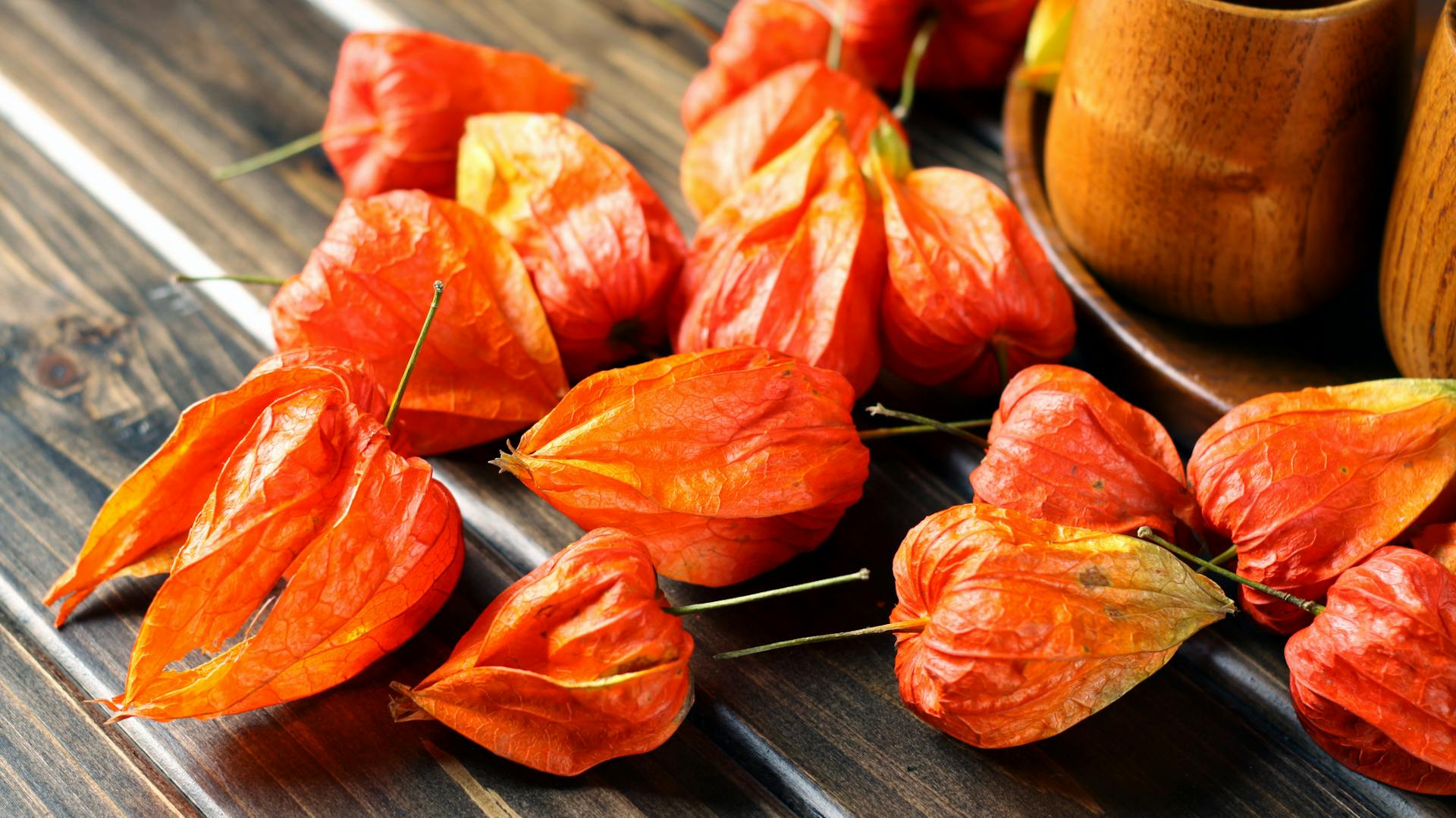 Geschlossene, orangene Fruchthüllen der Lampionblume