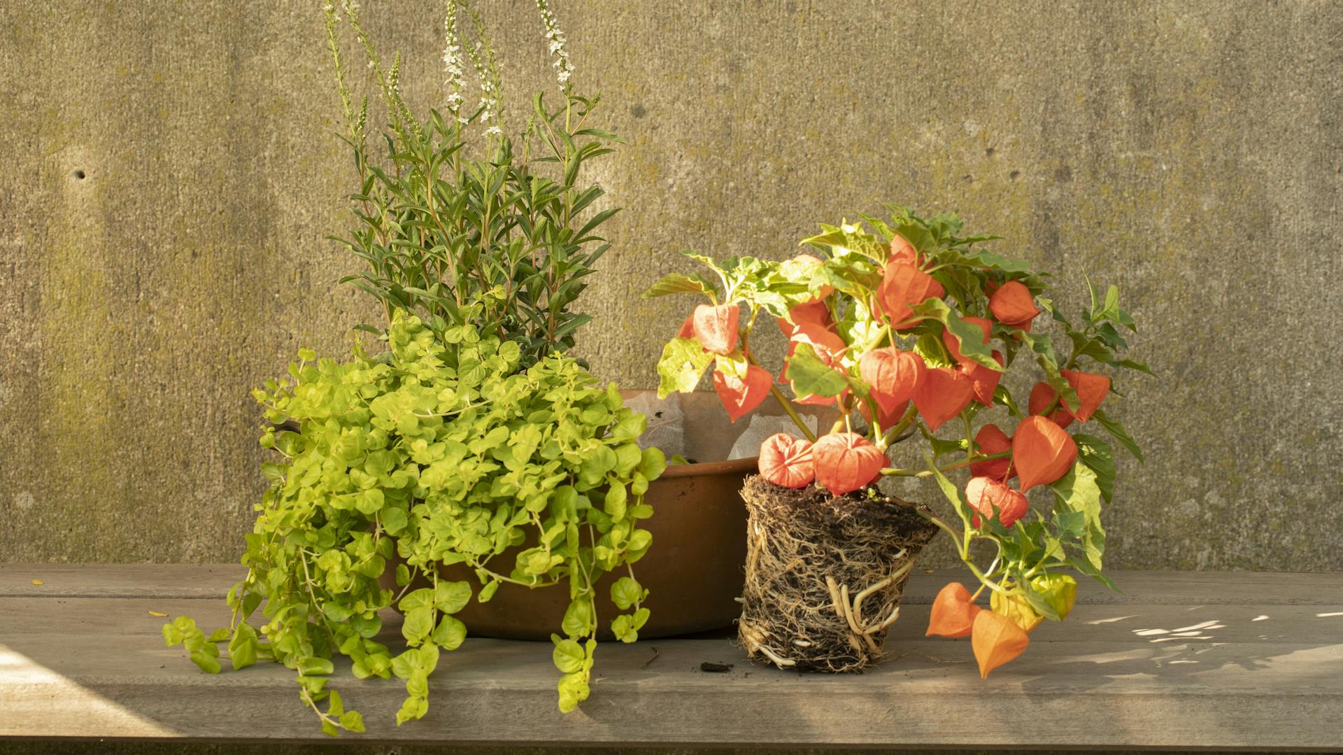 Lampionblume im Pflanzkübel