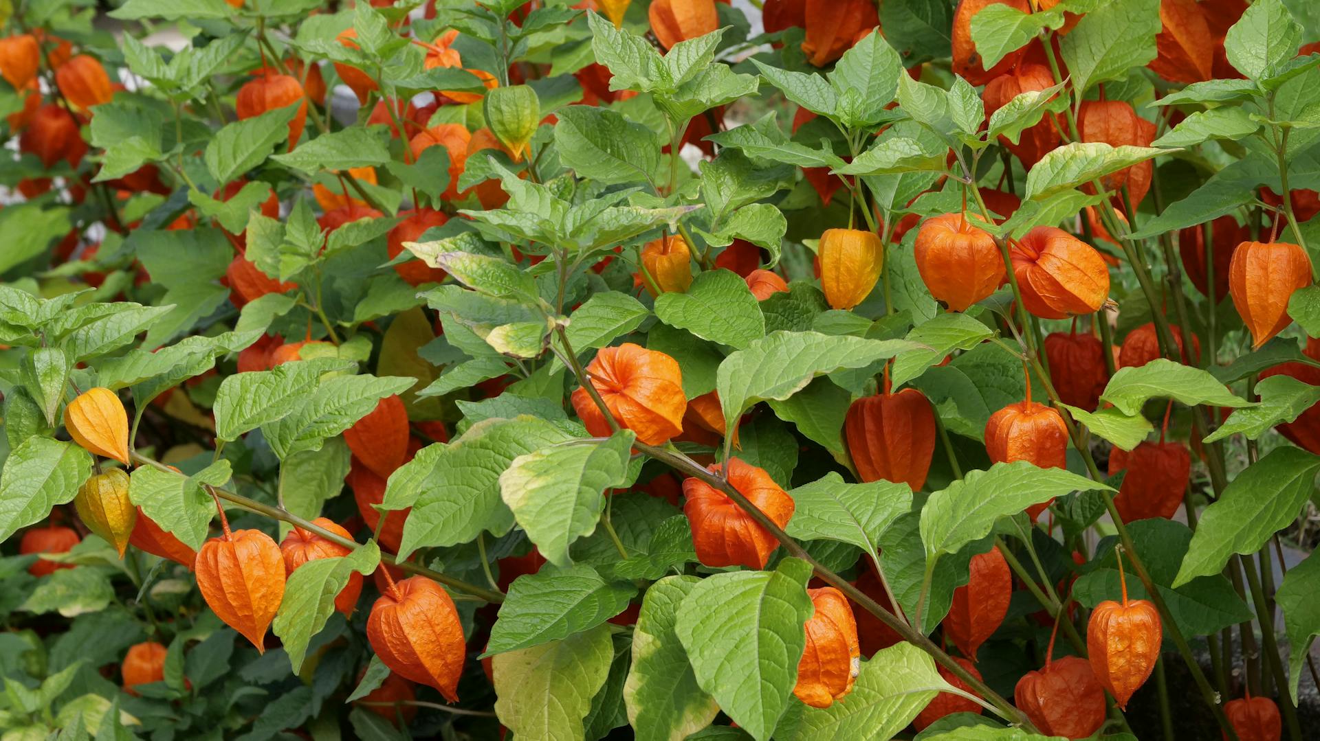 Dichte Lampionblumen mit orangenen Kelchblättern