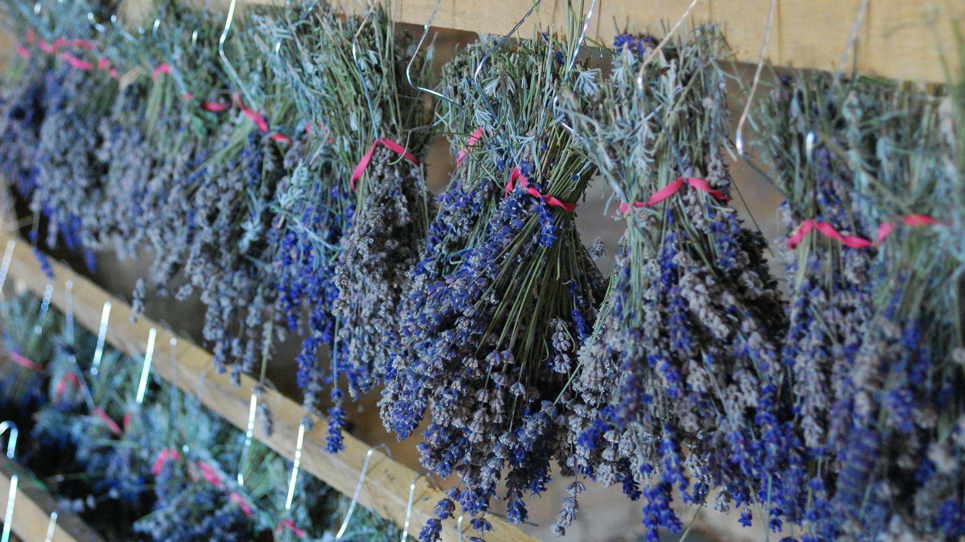 Lavendel hängt in Bündeln kopfüber an einer Wand.