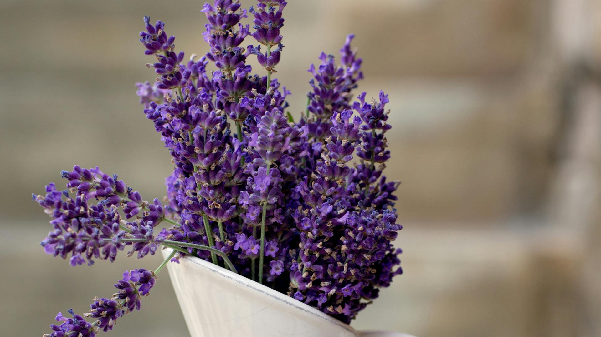 Lavendel steht in einer alten, weißen Kanne.