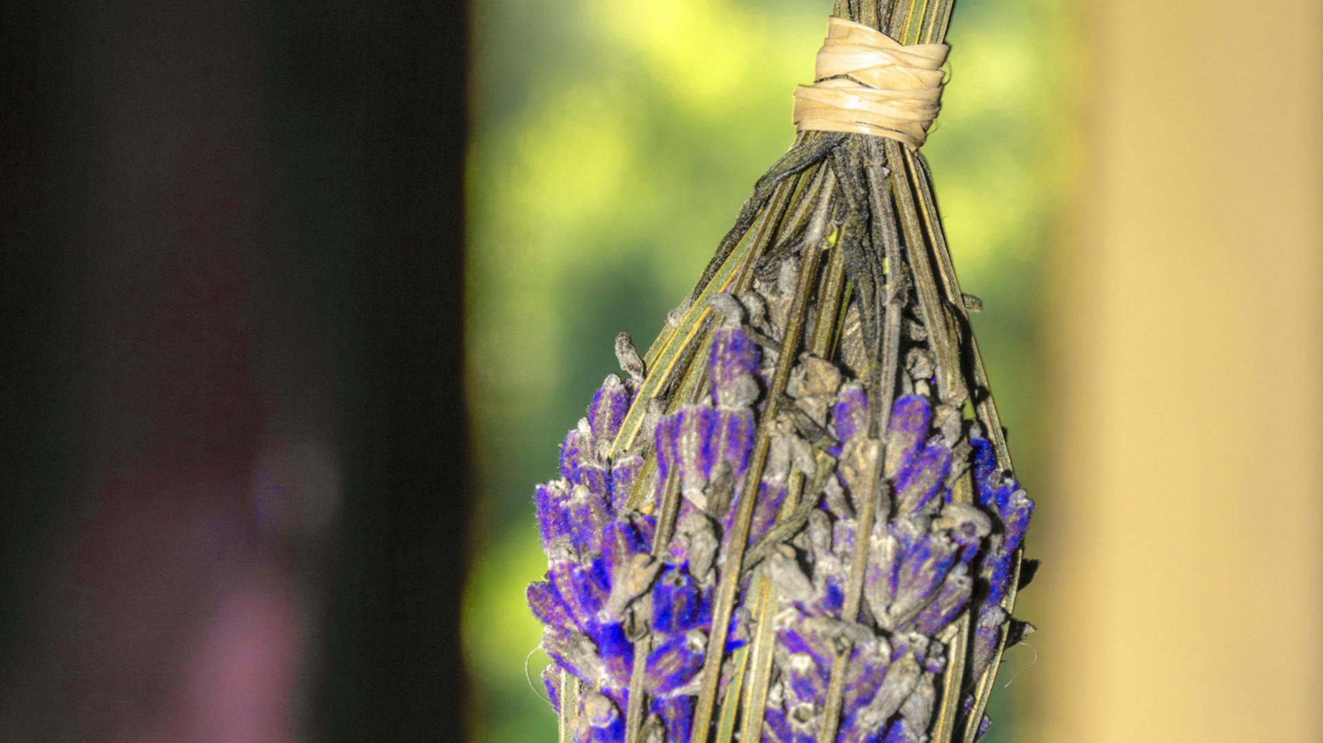 Ein zusammengebundenes Bündel Lavendel bei der Trocknung.