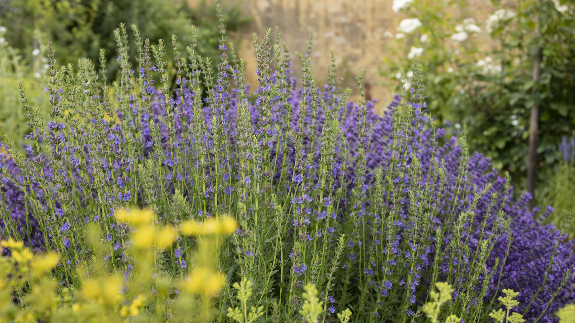 Lavendel neben anderen Pflanzen in Garten.