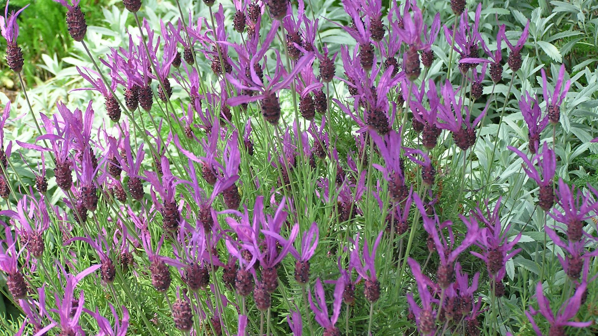 Fialové, vysoko vejárovité levanduľové kvety na kríku.