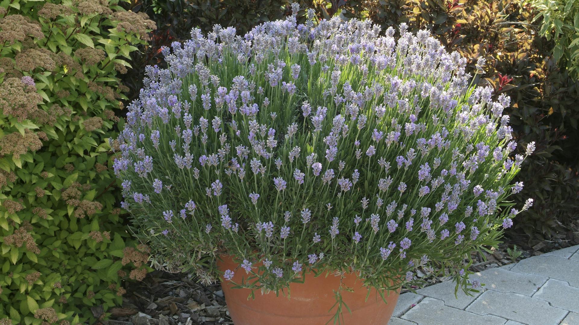 Levanduľový krík v terakotovom kvetináči.