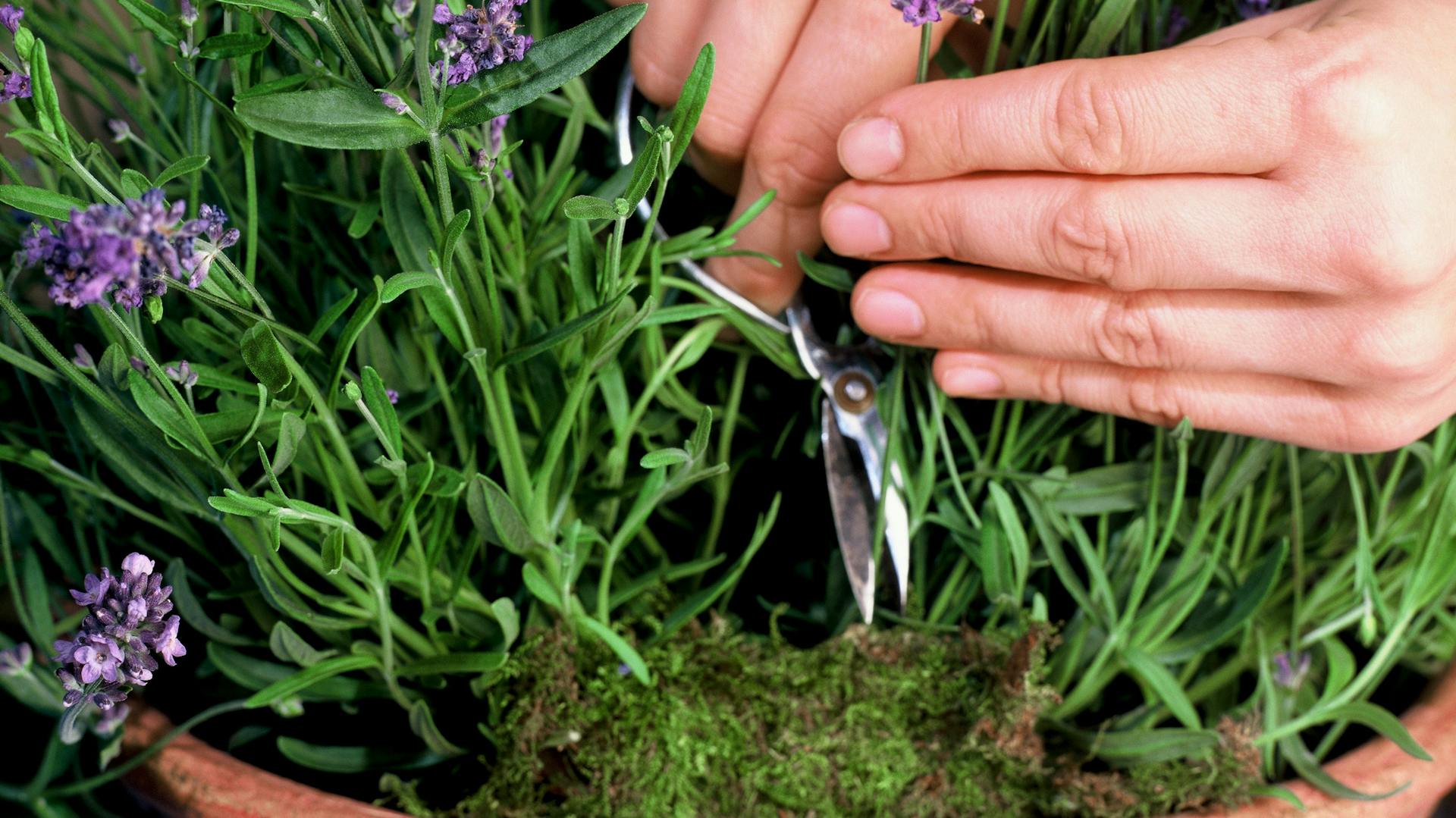 Krík levandule v kvetináči sa zastriháva nožnicami.