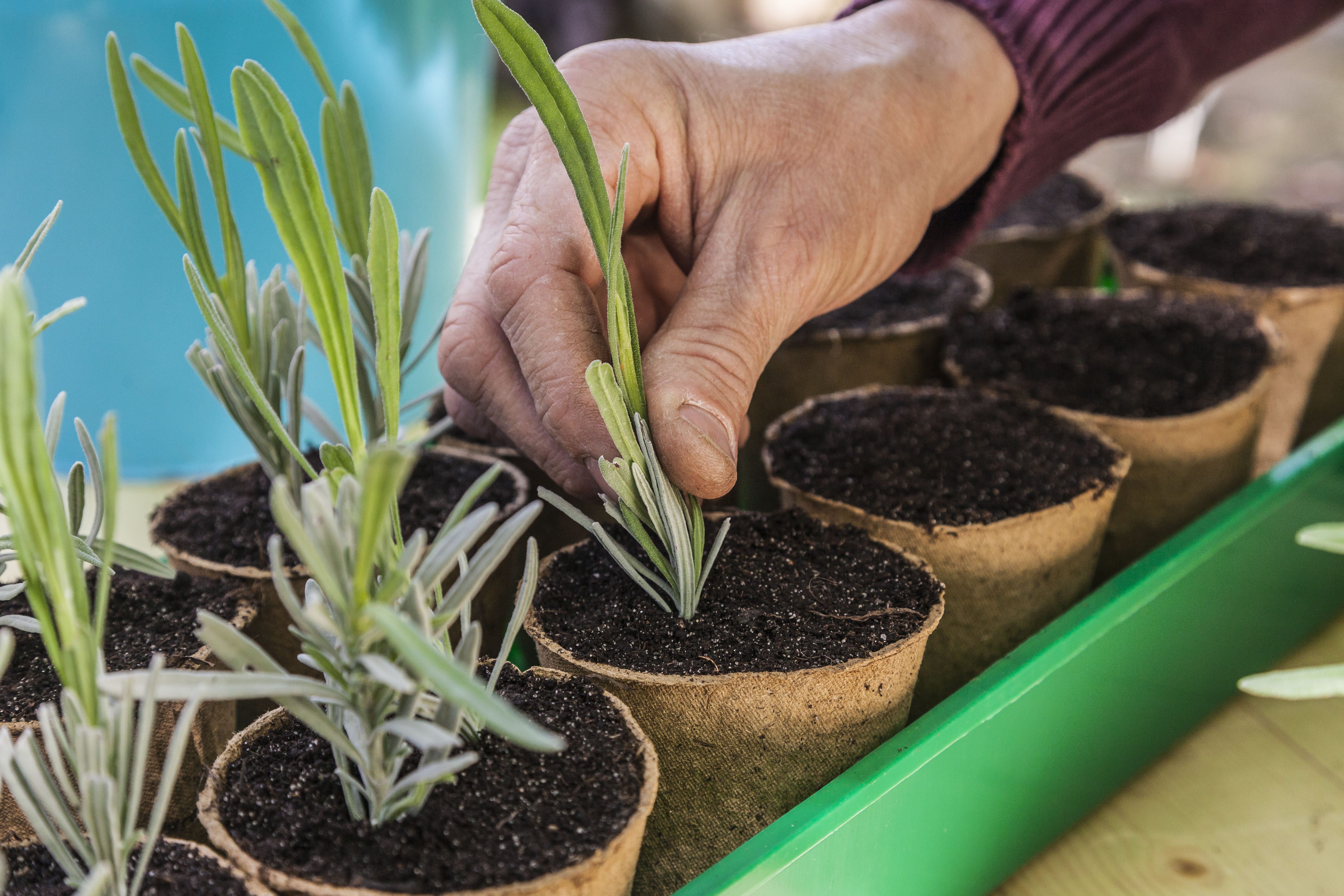 Niekoľko odrezkov levandule v malých okrúhlych kvetináčoch.