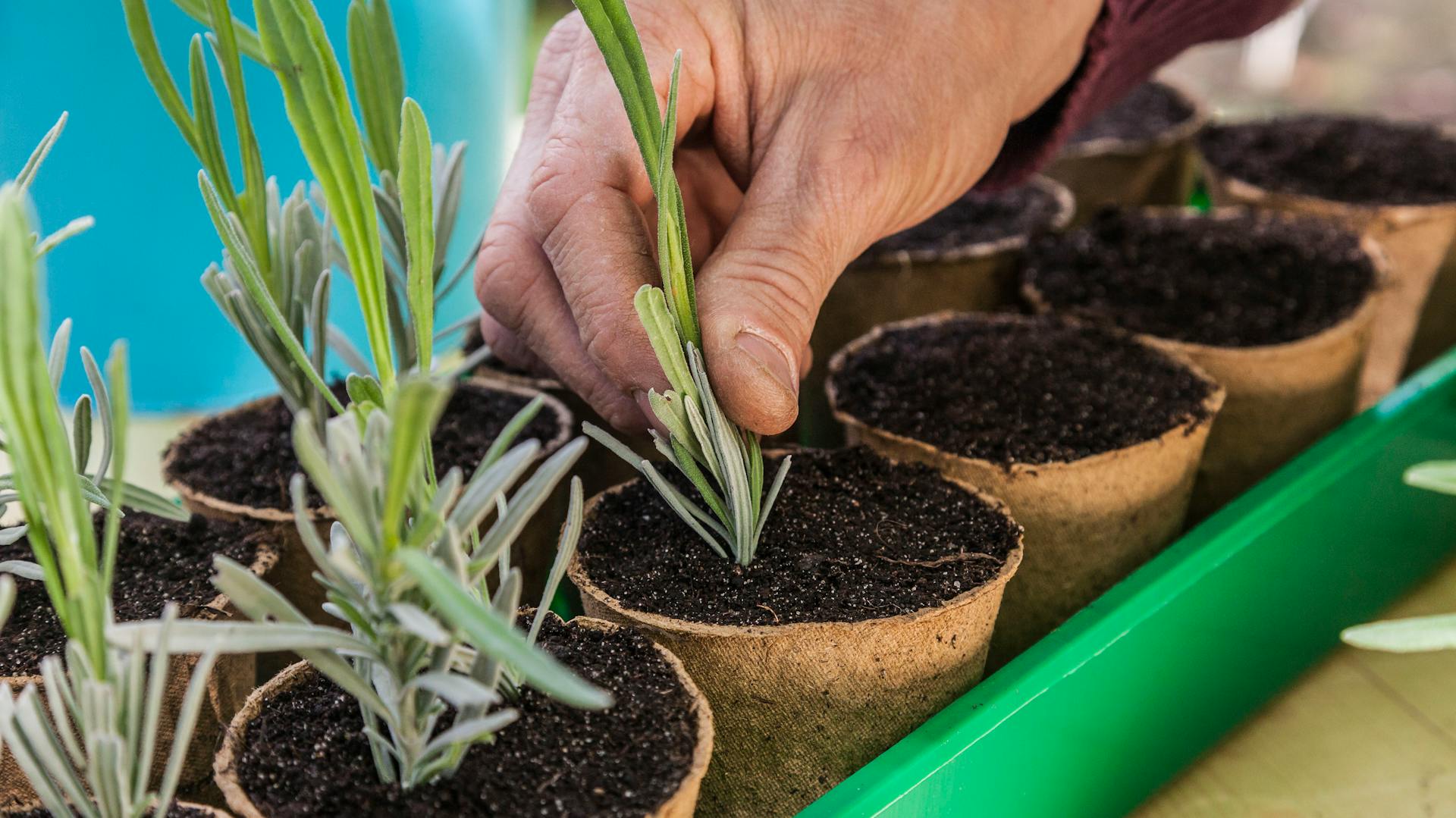 Niekoľko odrezkov levandule v malých okrúhlych kvetináčoch.