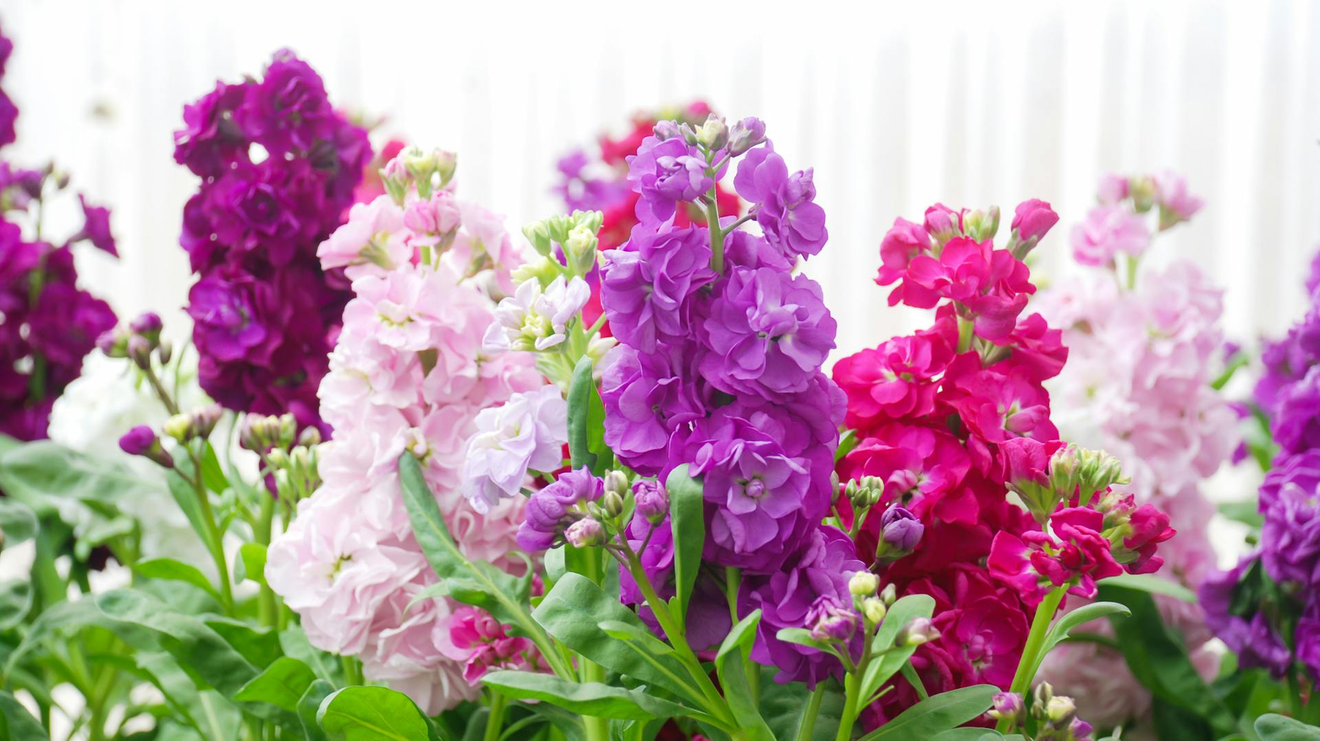 Bunt blühende Levkojen