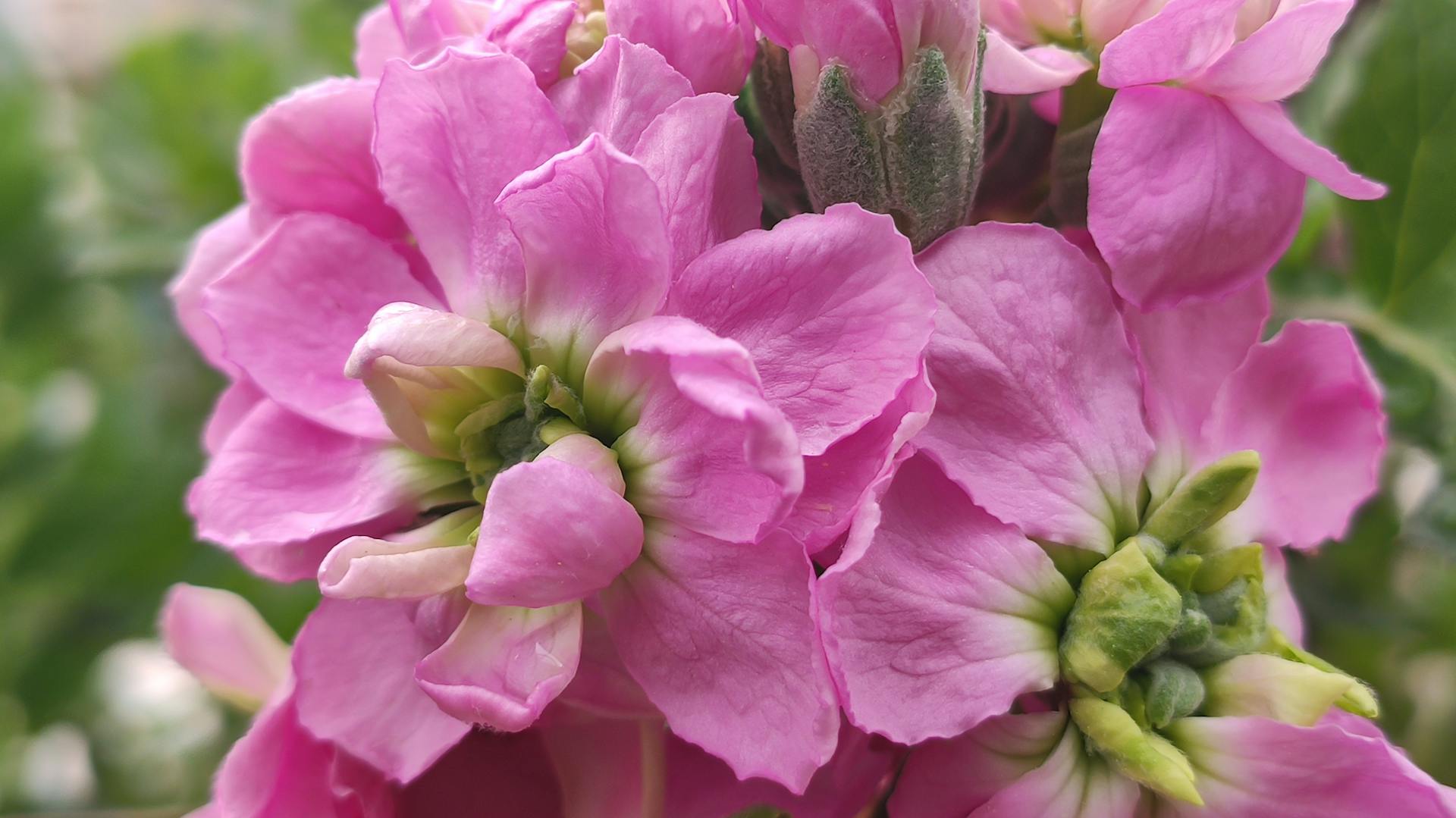 Rosafarbene Blüte einer Levkoje