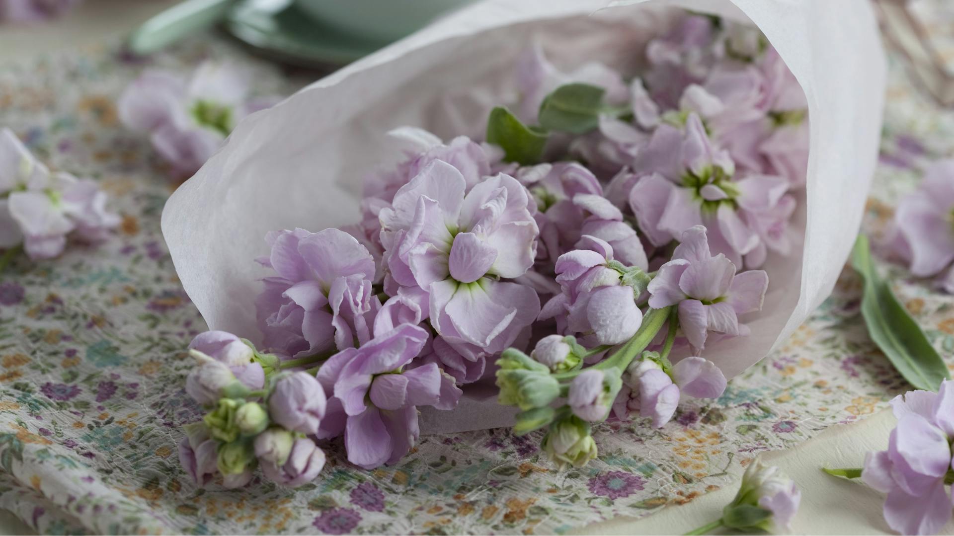 In Papier eingewickelte Levkojen als Schnittblumen