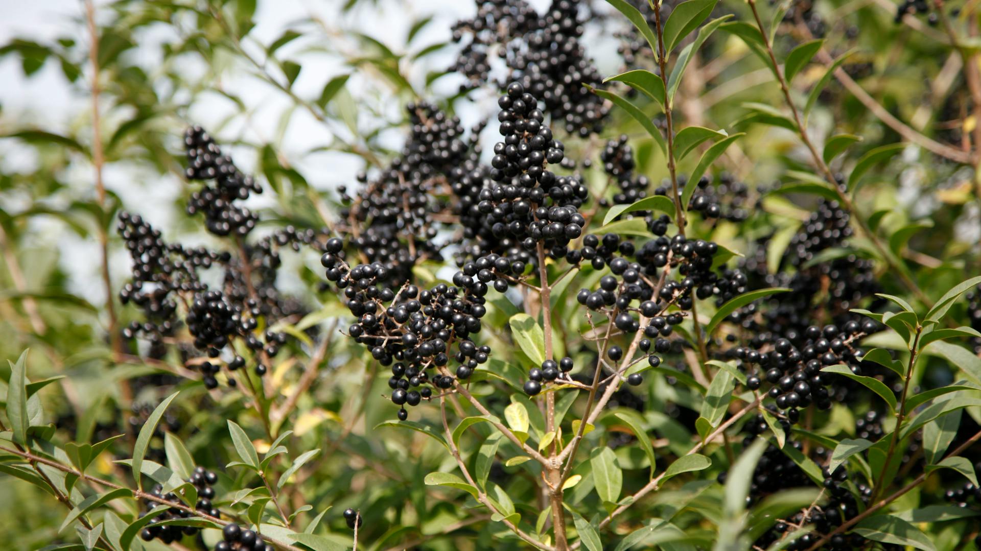 Blühender Liguster mit schwarzen Beeren