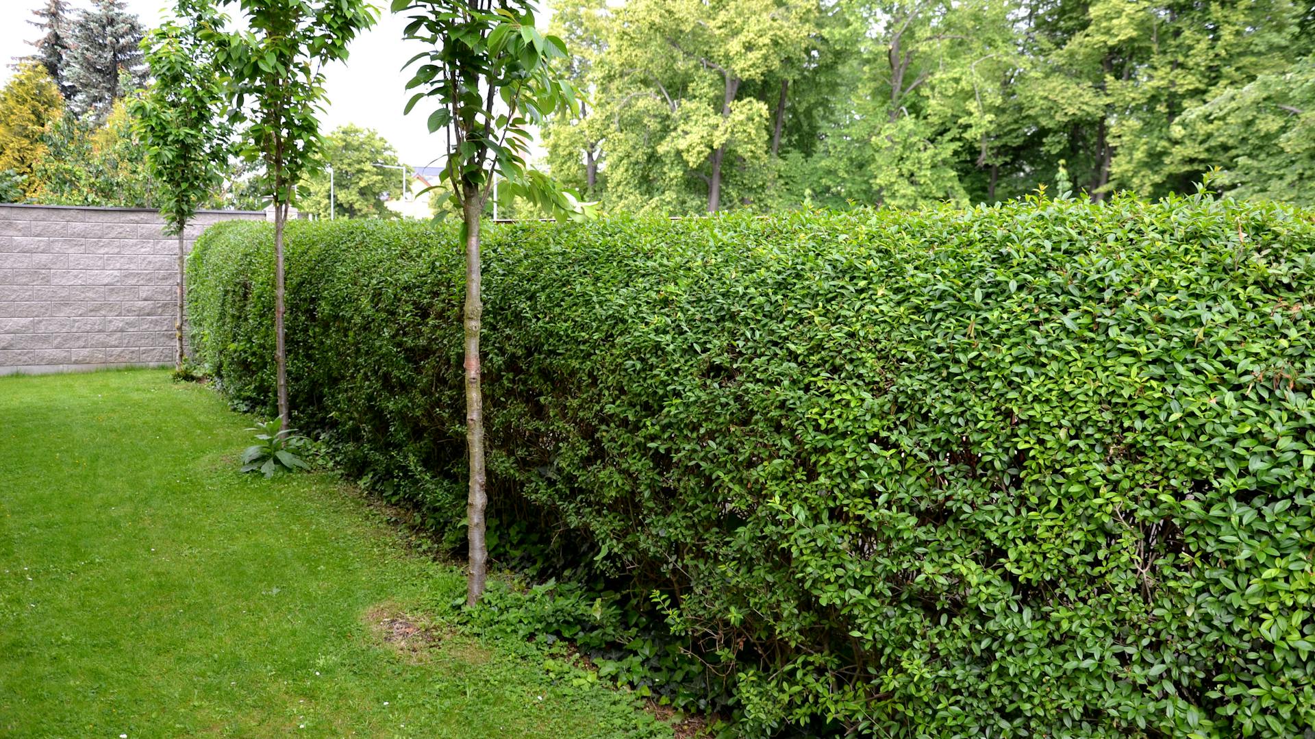 Eine Liguster-Pflanze als Hecke in Formschnitt.