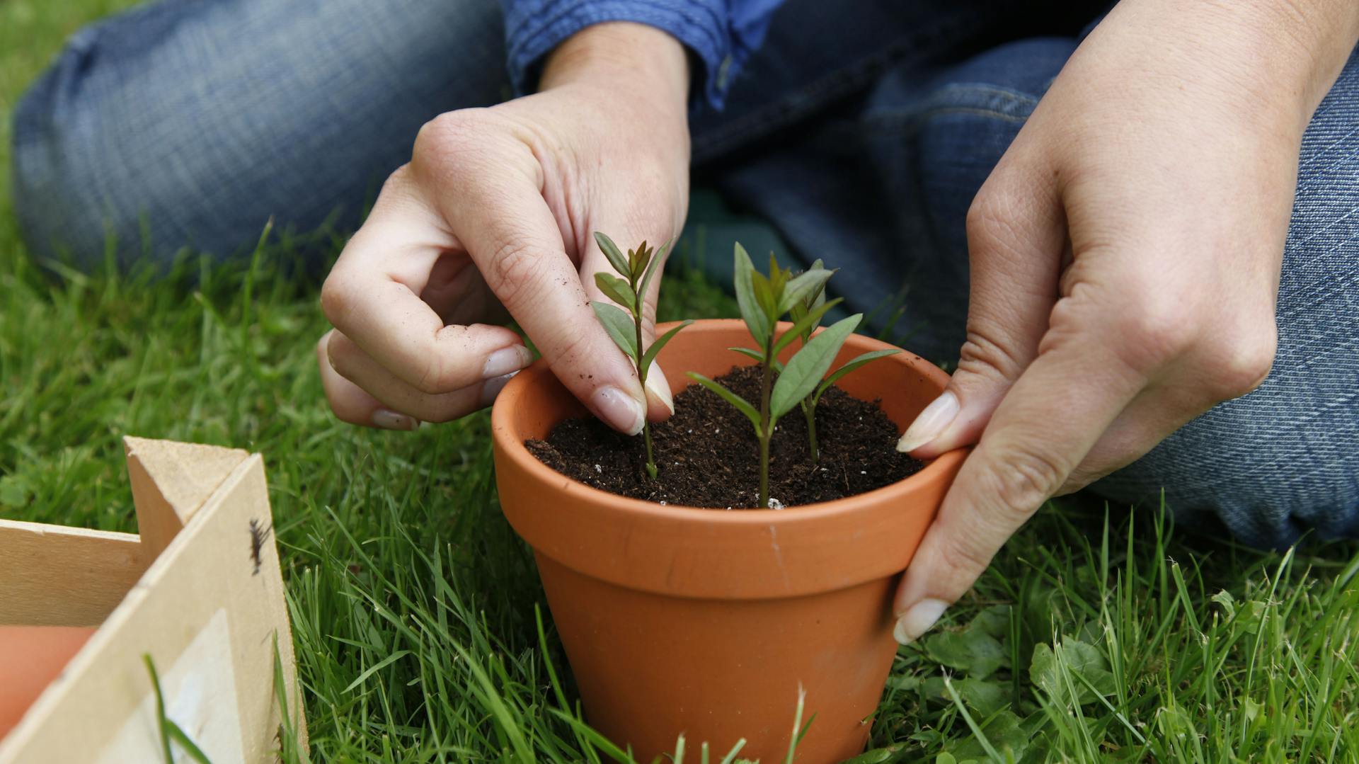 Person pflanzt Ligusterstecklinge in Topf an.