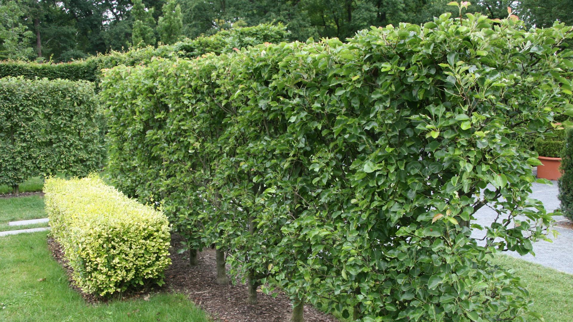 Grüne Ligusterhecke als Sichtschutz im Garten