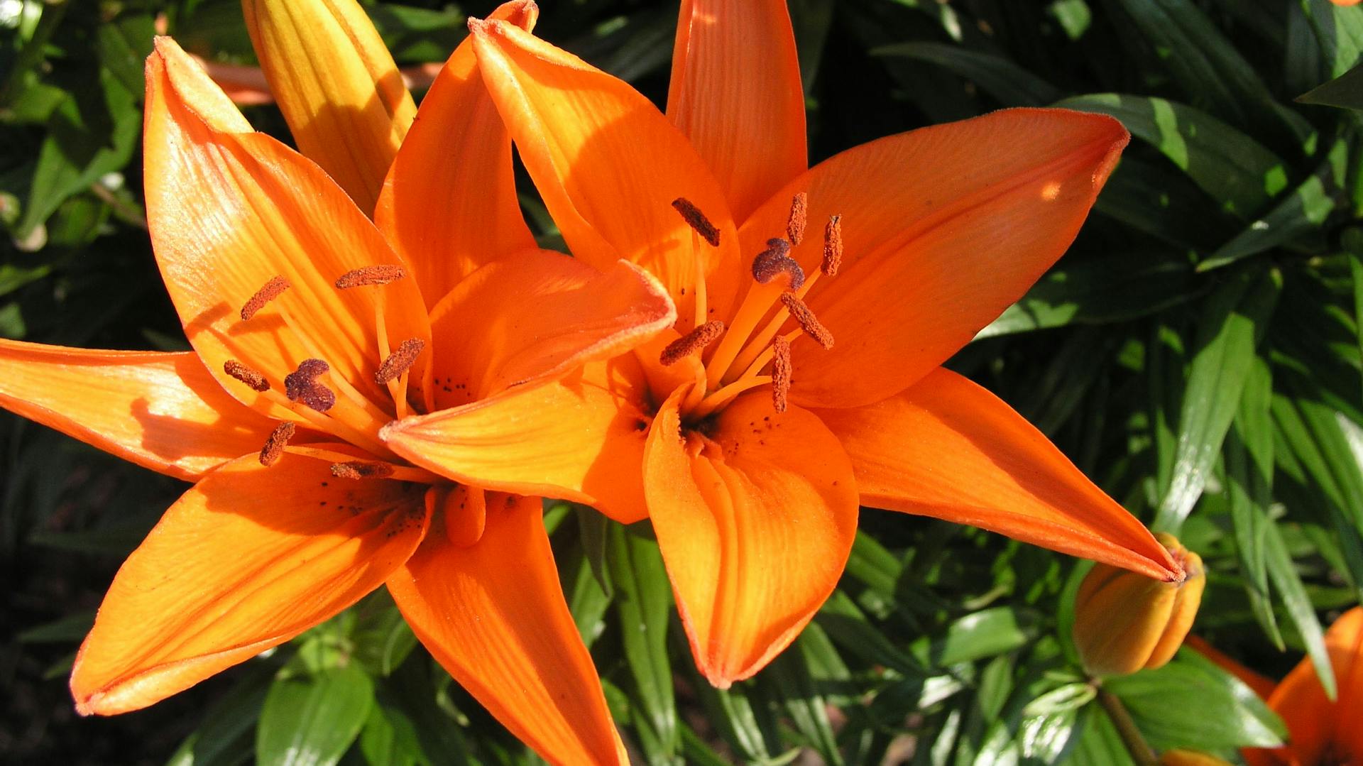 Orange blühende Lilie