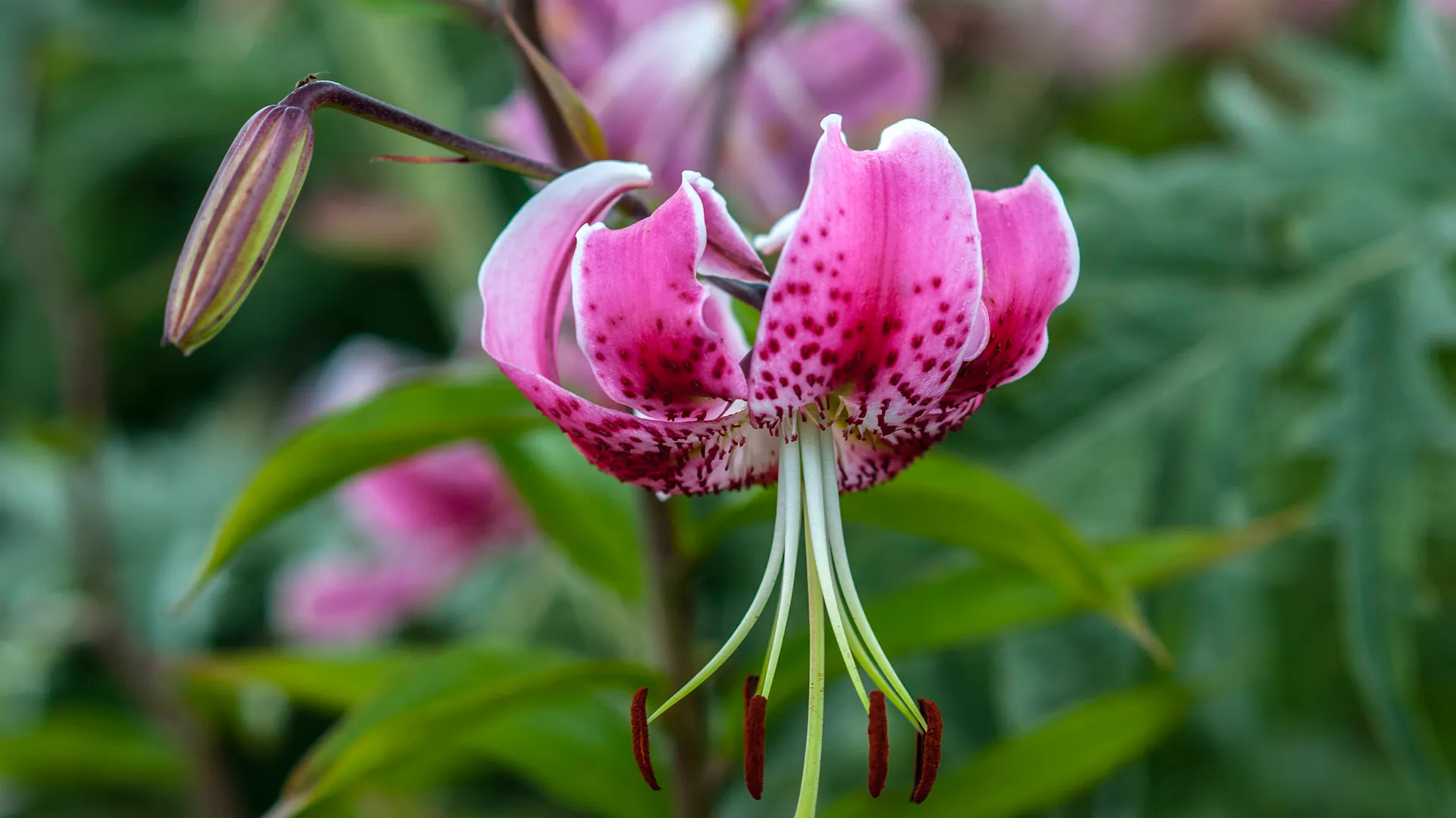 Pinkfarbene Blüte der Türkenbund-Lilie
