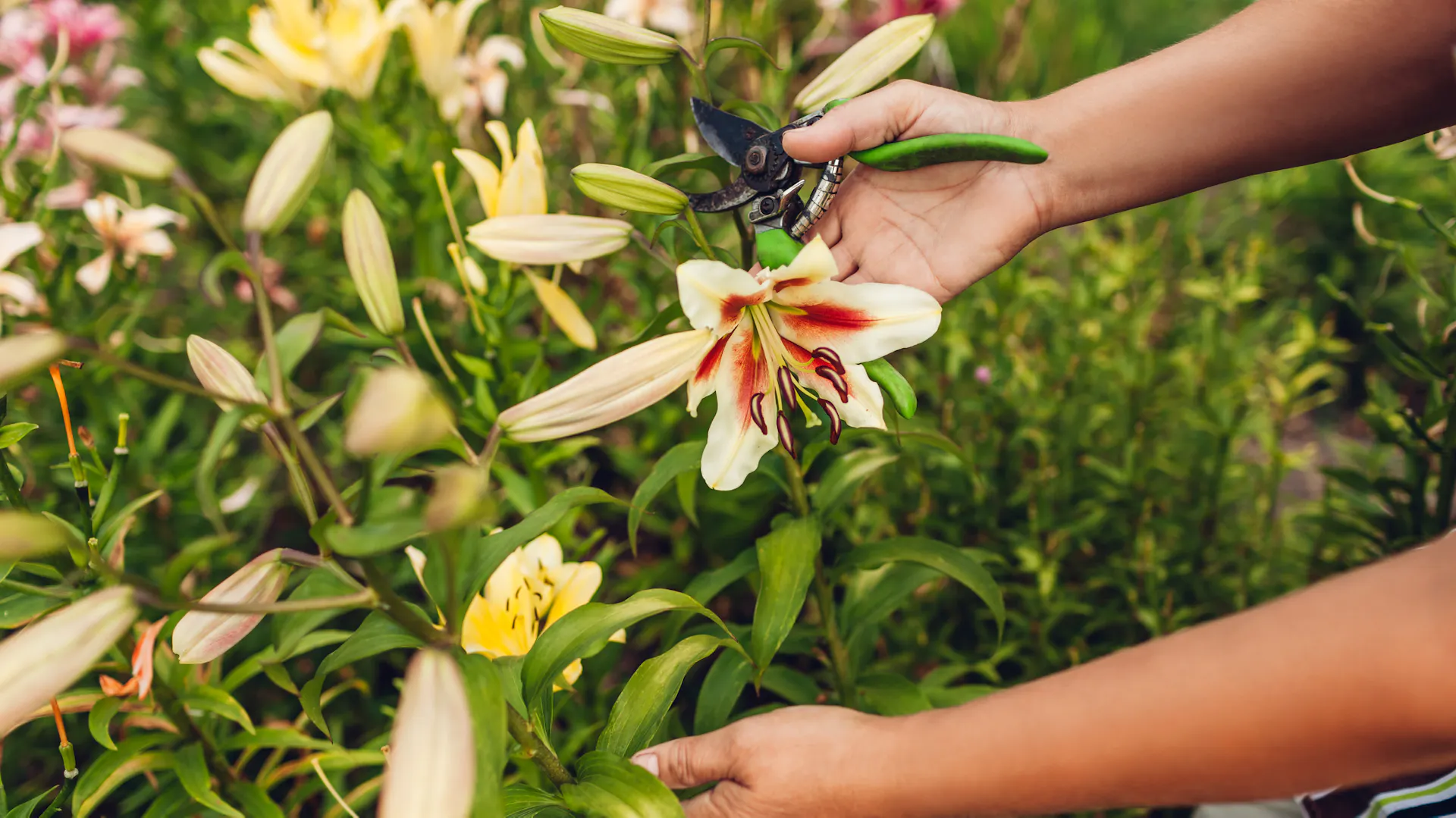 Lilienblüte wird mit Gartenschere abgeschnitten
