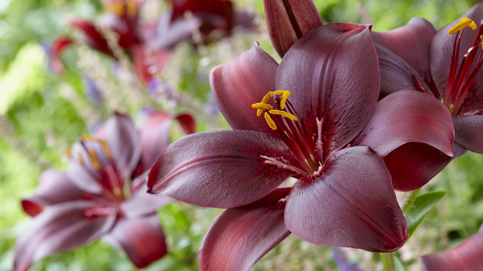 Lilien richtig pflanzen und pflegen So geht das OBI