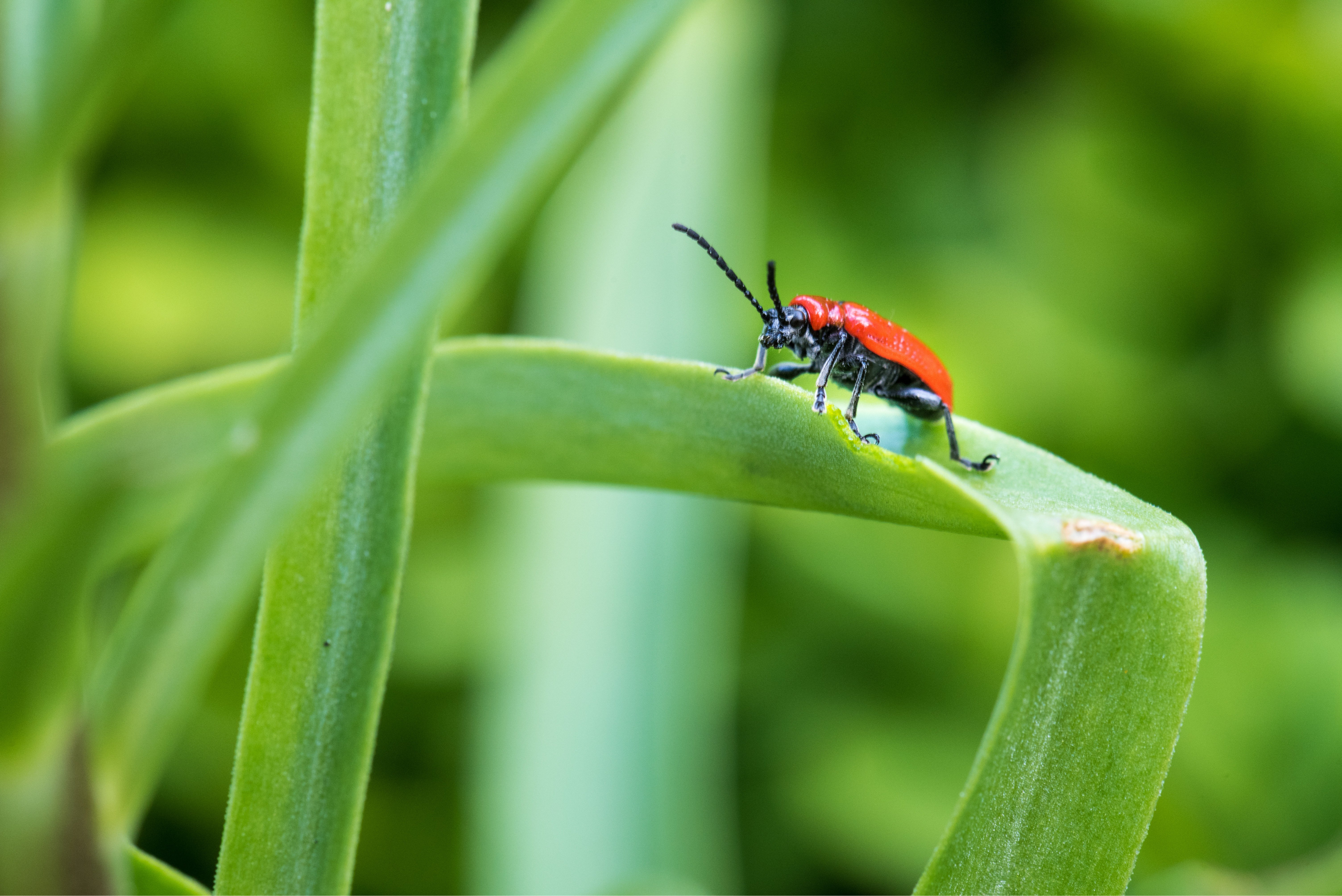Lilienhähnchen auf einer Lilie