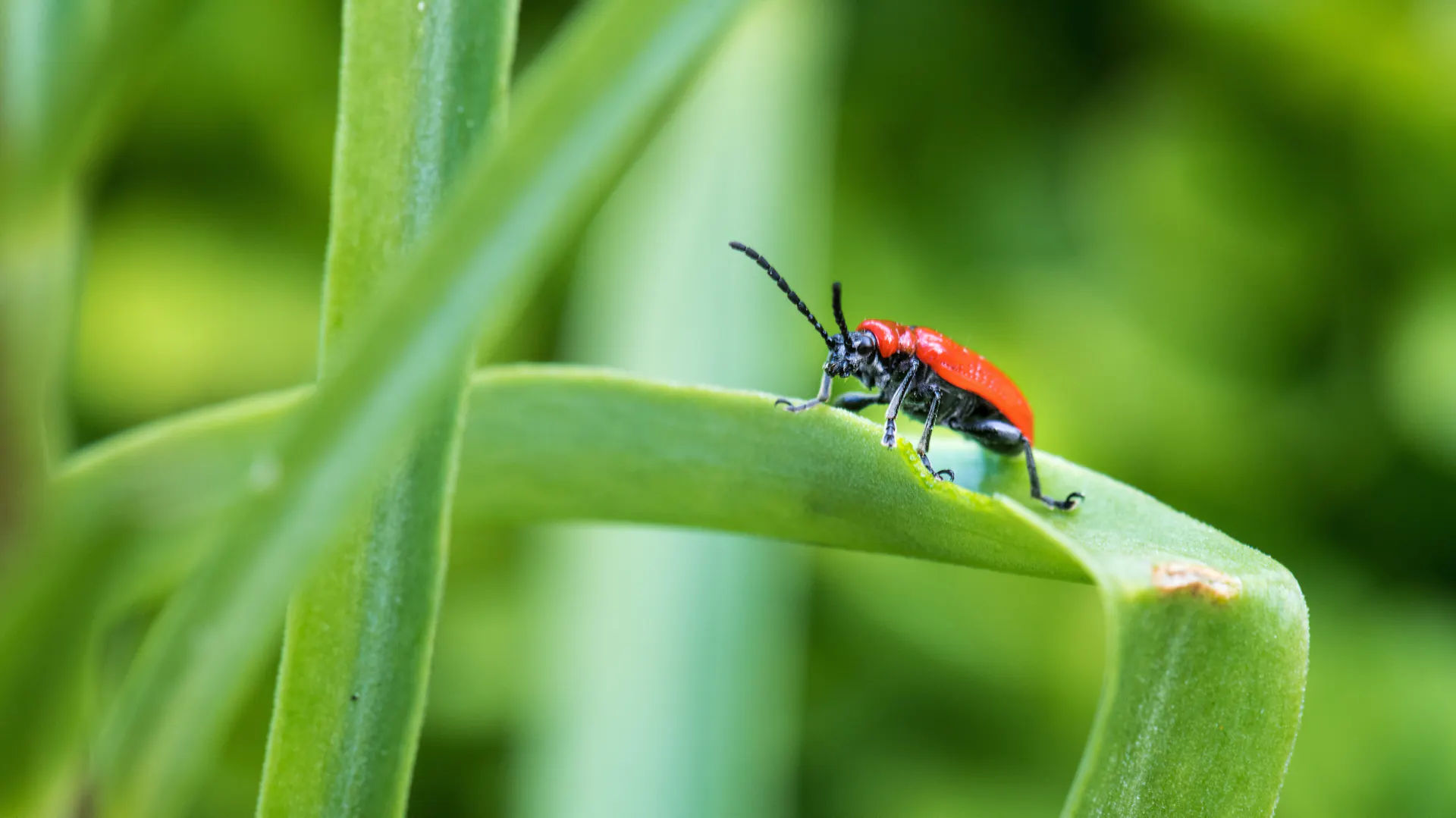 Lilienhähnchen auf einer Lilie