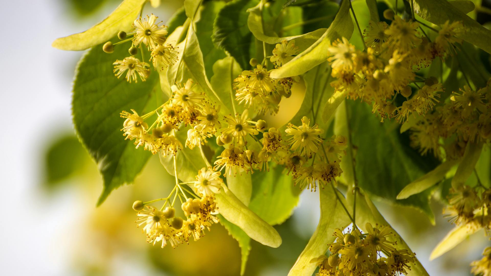 Linde: Lindenblüten hängen an einer Linde.