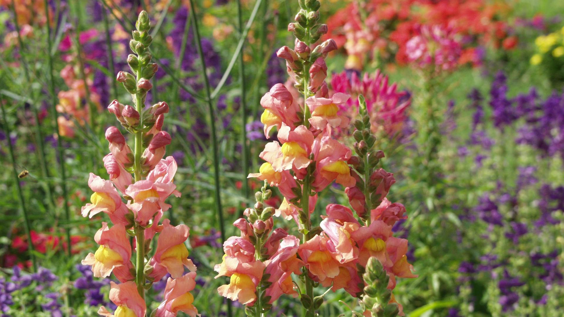 Blühendes Löwenmäulchen