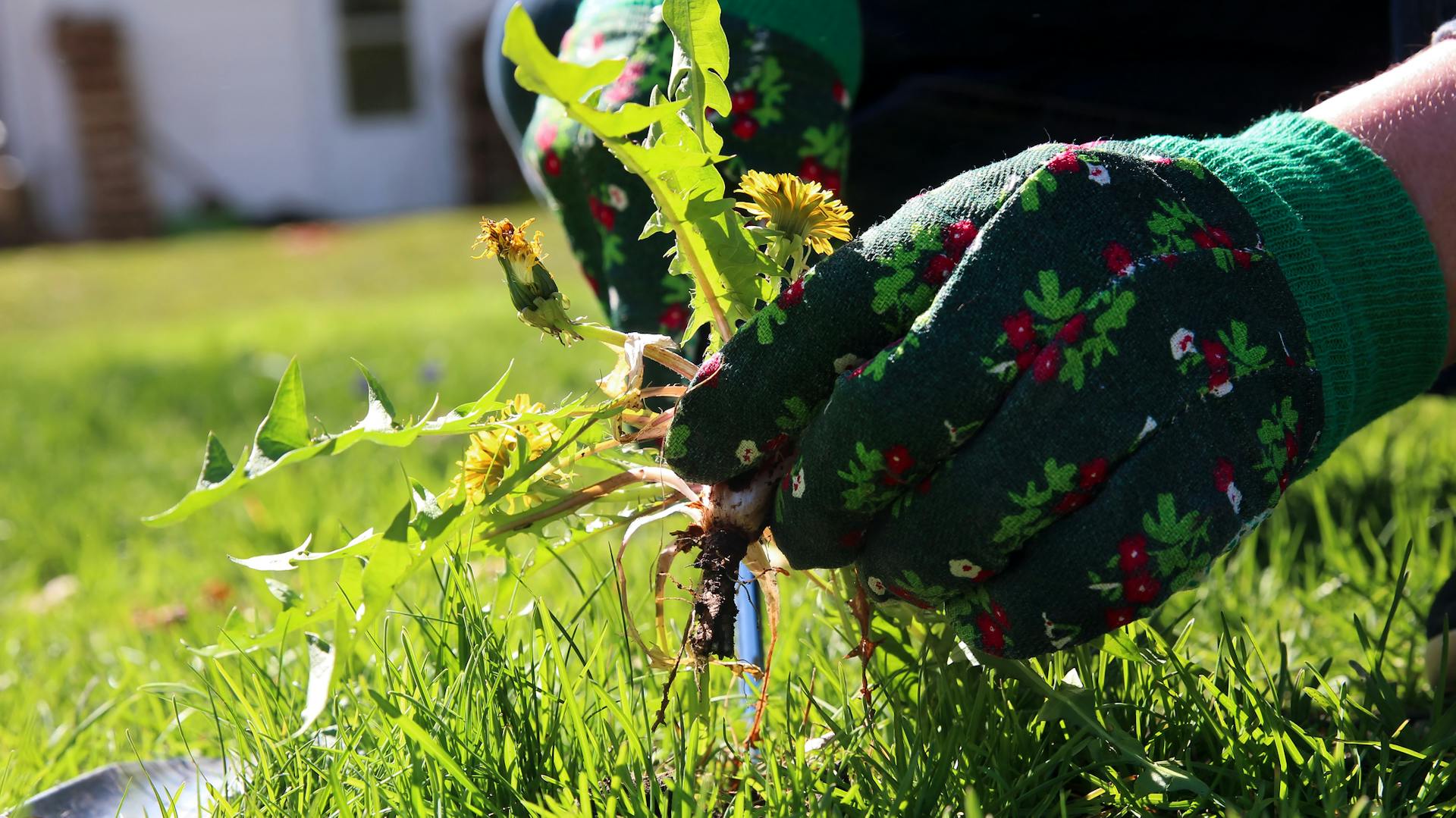 Jemand entfernt Löwenzahn aus Rasen und trägt dabei grüne Gartenhandschuhe