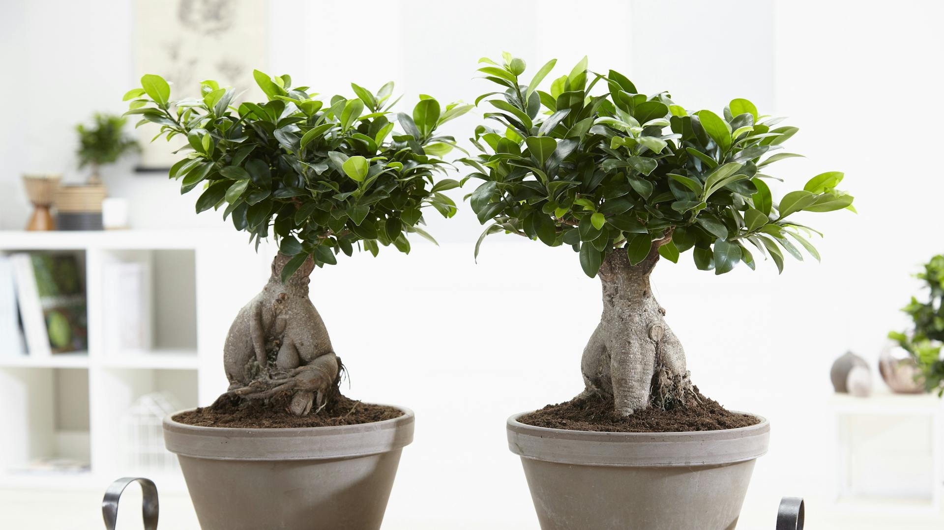 Zwei Lorbeerfeigen in hellen Töpfen als Zimmerpflanzen